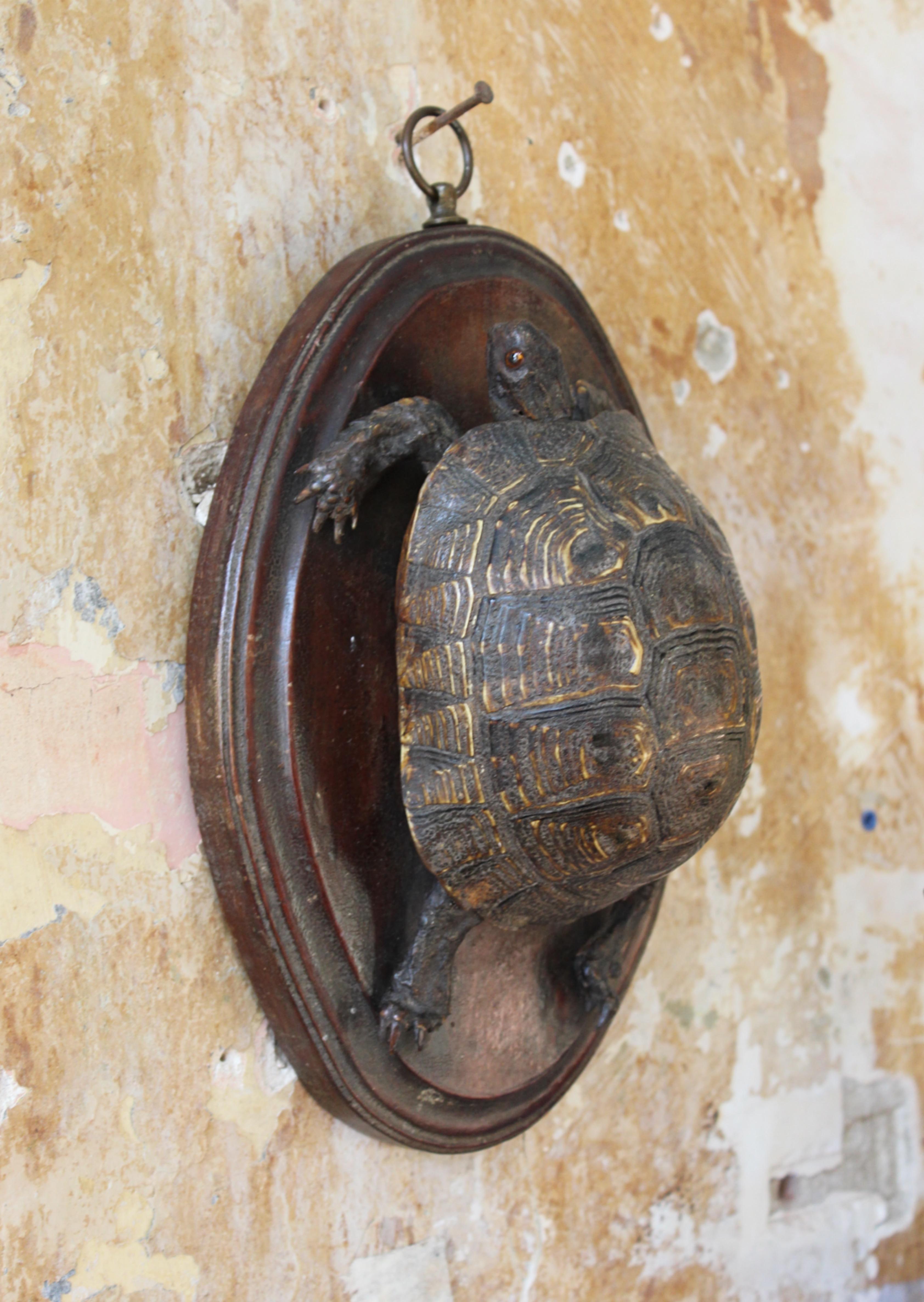 19th Century Early Victorian Tortoise Mount On Oak Oval Taxidermy Curio  For Sale 4