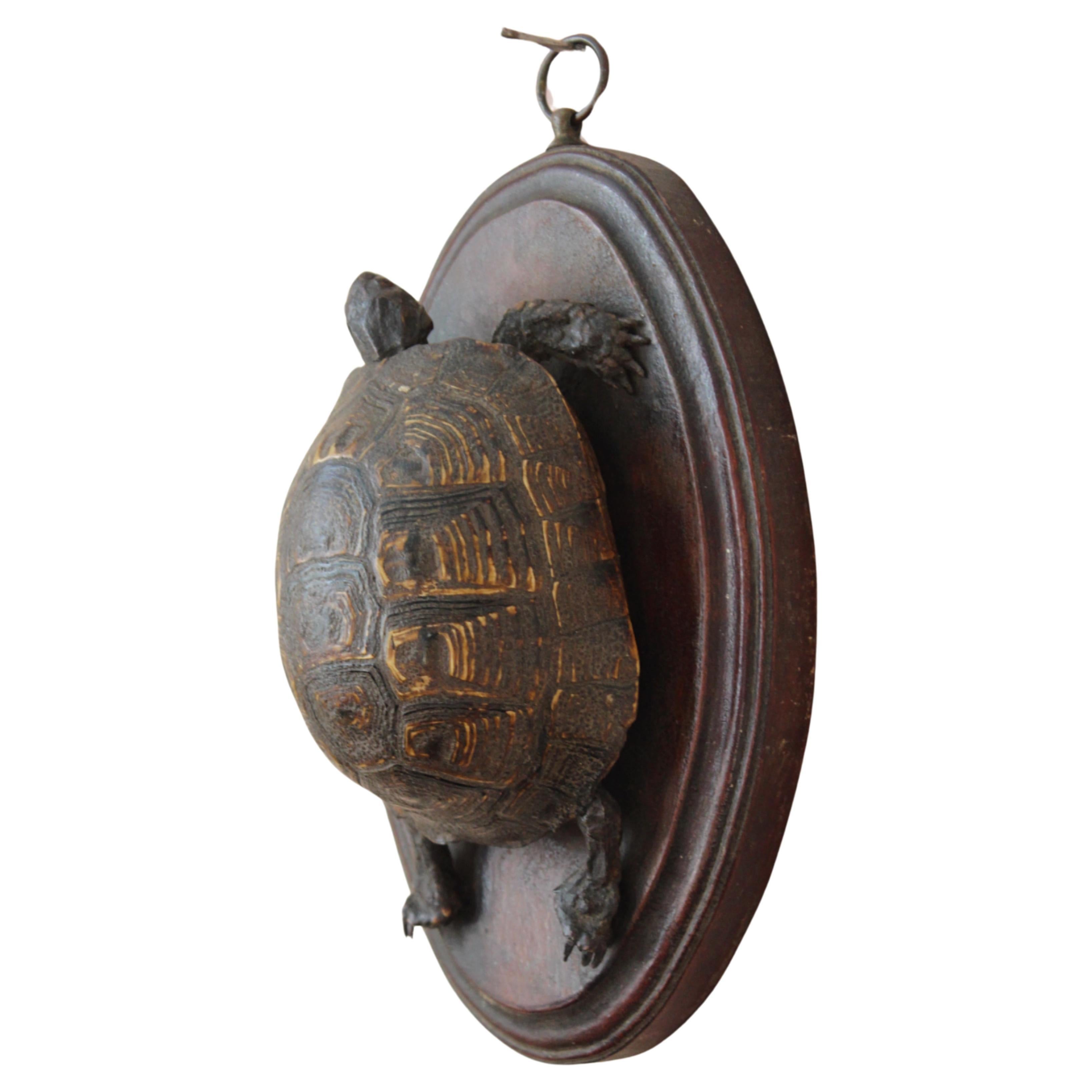 Frühviktorianische Schildpatthalterung auf Eiche, Oval Taxidermie Curio, 19. Jahrhundert