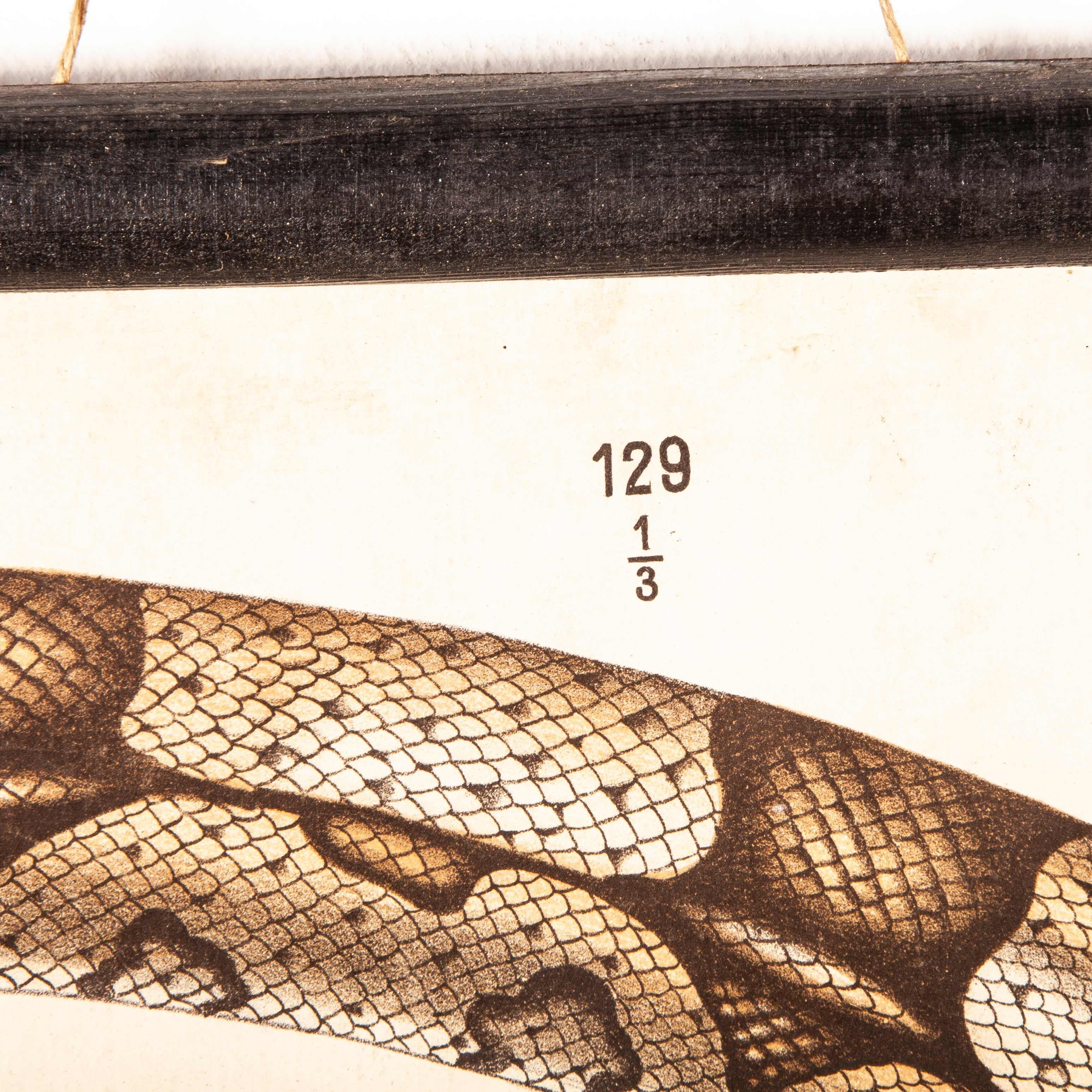 19th Century Educational German Chart, Snake And Crocodile For Sale 5