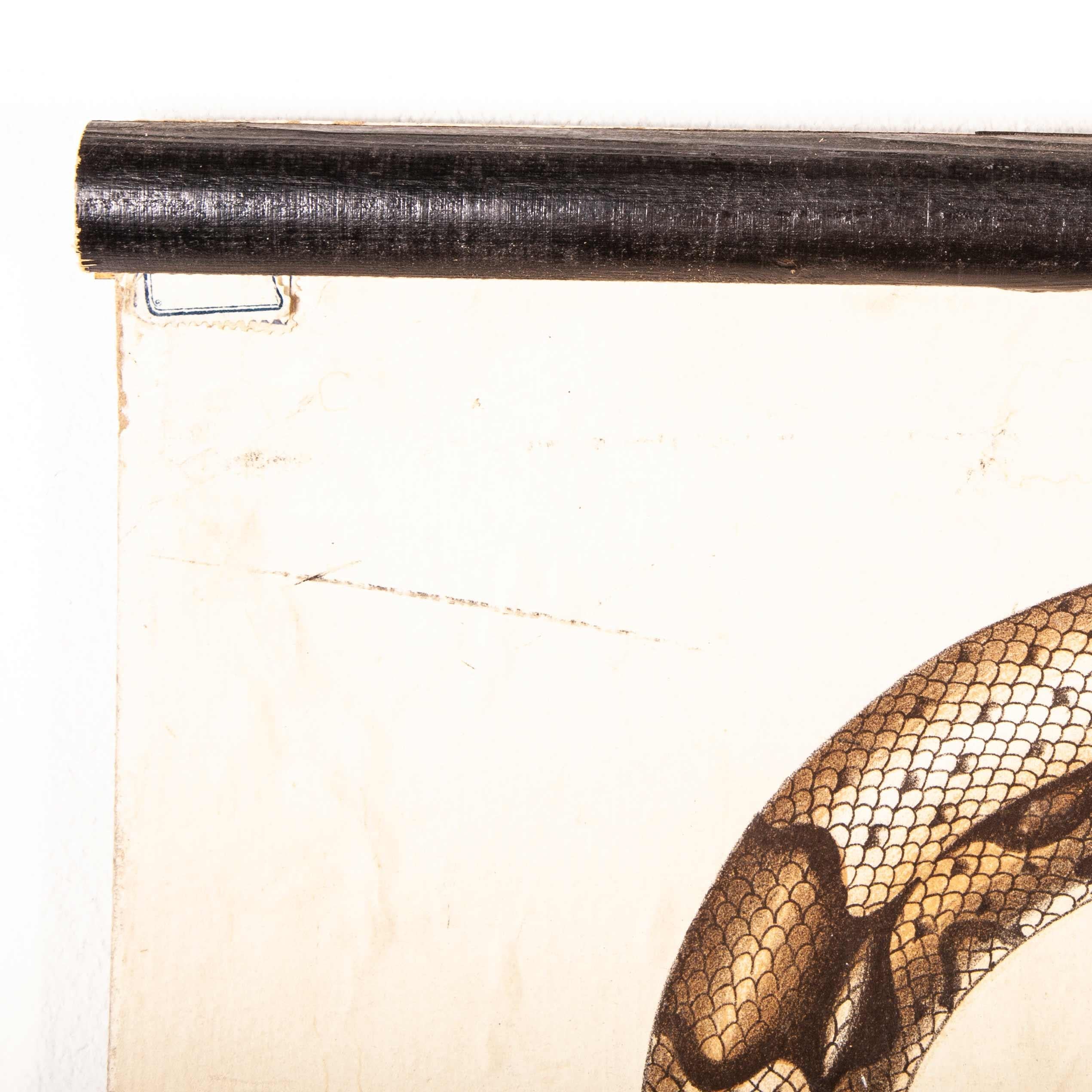 tableau éducatif allemand du 19ème siècle:: serpent et crocodile en vente 7