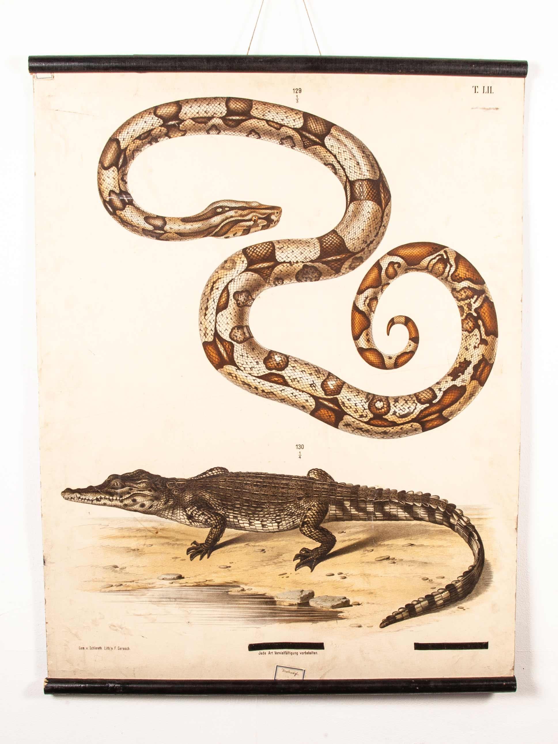 tableau éducatif allemand du 19ème siècle - serpent et crocodile. tableau éducatif exceptionnel du 19ème siècle provenant de la République tchèque. Il s'agit d'une lithographie ancienne accrochée à des lattes de bois fendues d'origine. En excellent