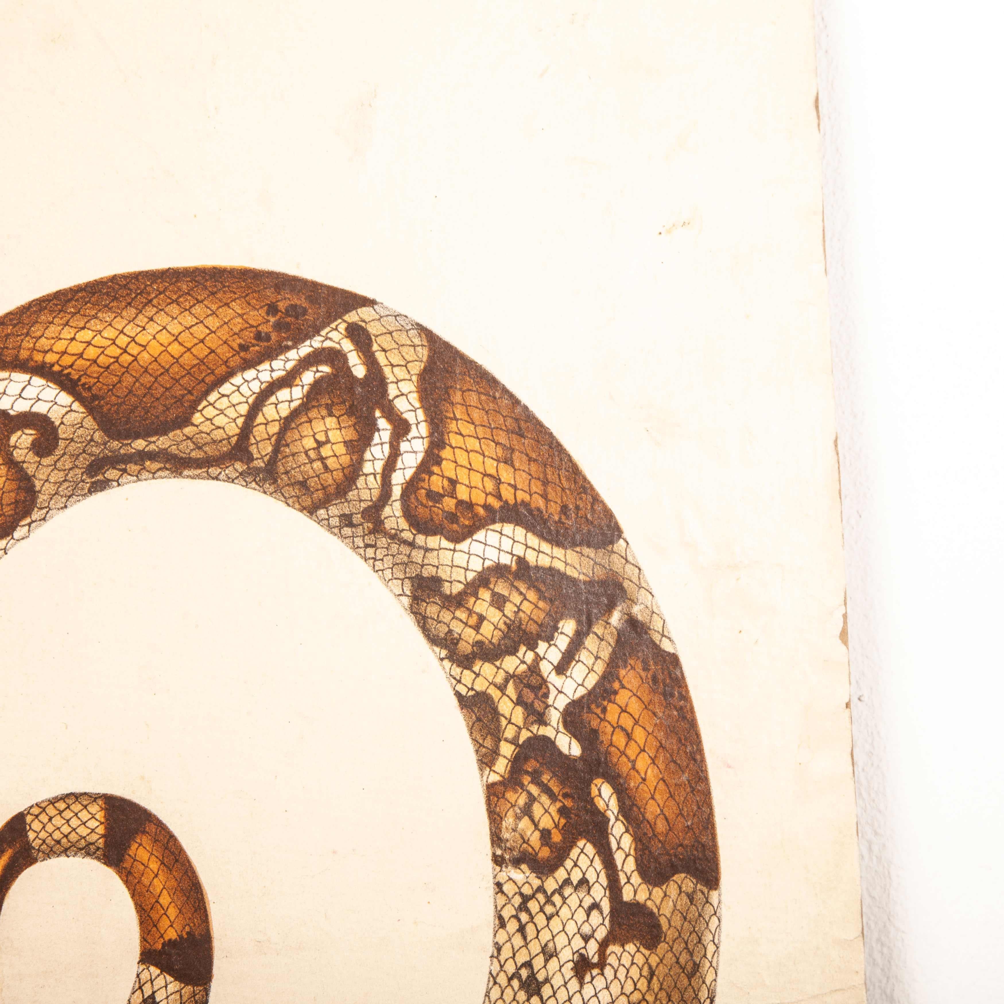 tableau éducatif allemand du 19ème siècle:: serpent et crocodile Bon état - En vente à Hook, Hampshire