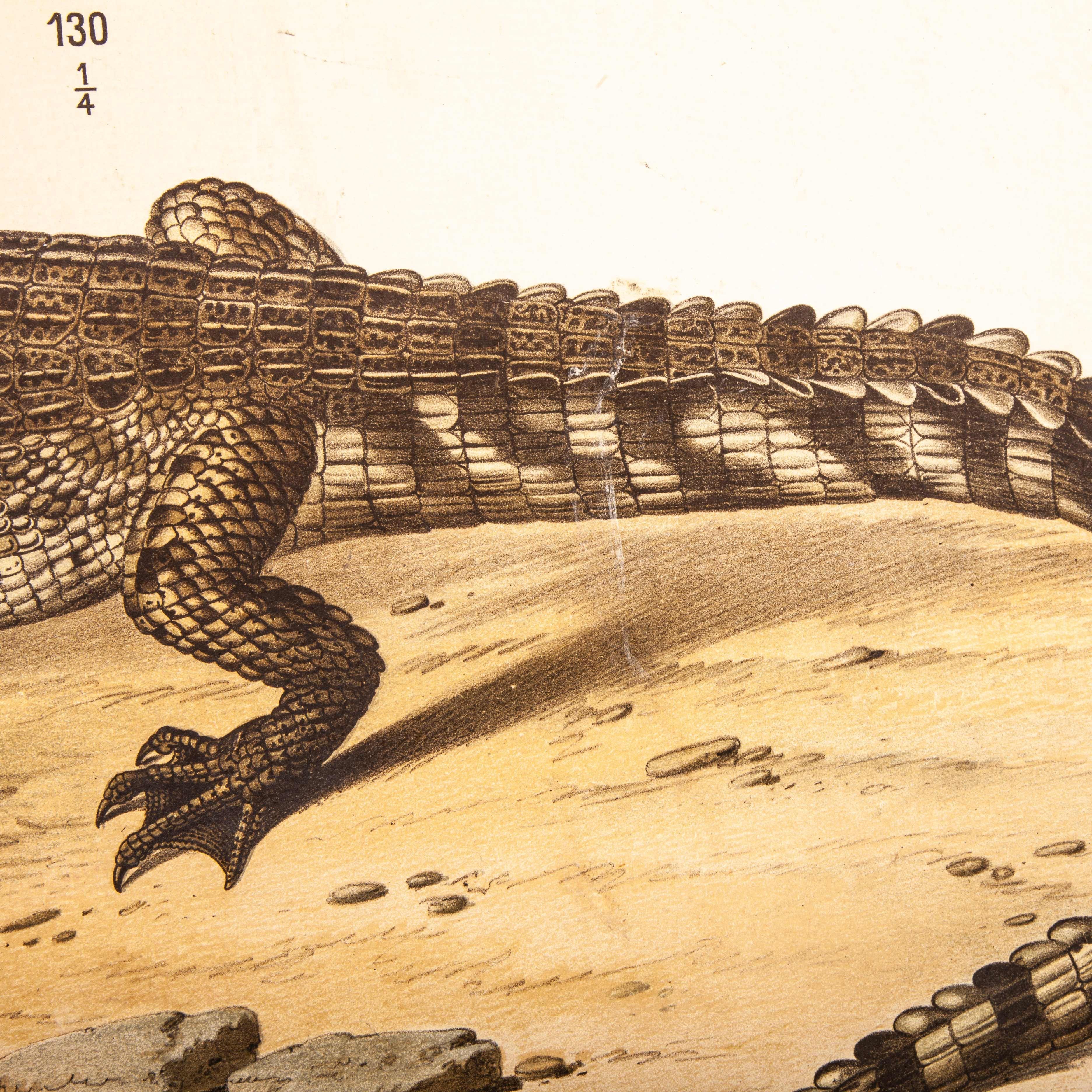 19th Century Educational German Chart, Snake And Crocodile In Good Condition For Sale In Hook, Hampshire
