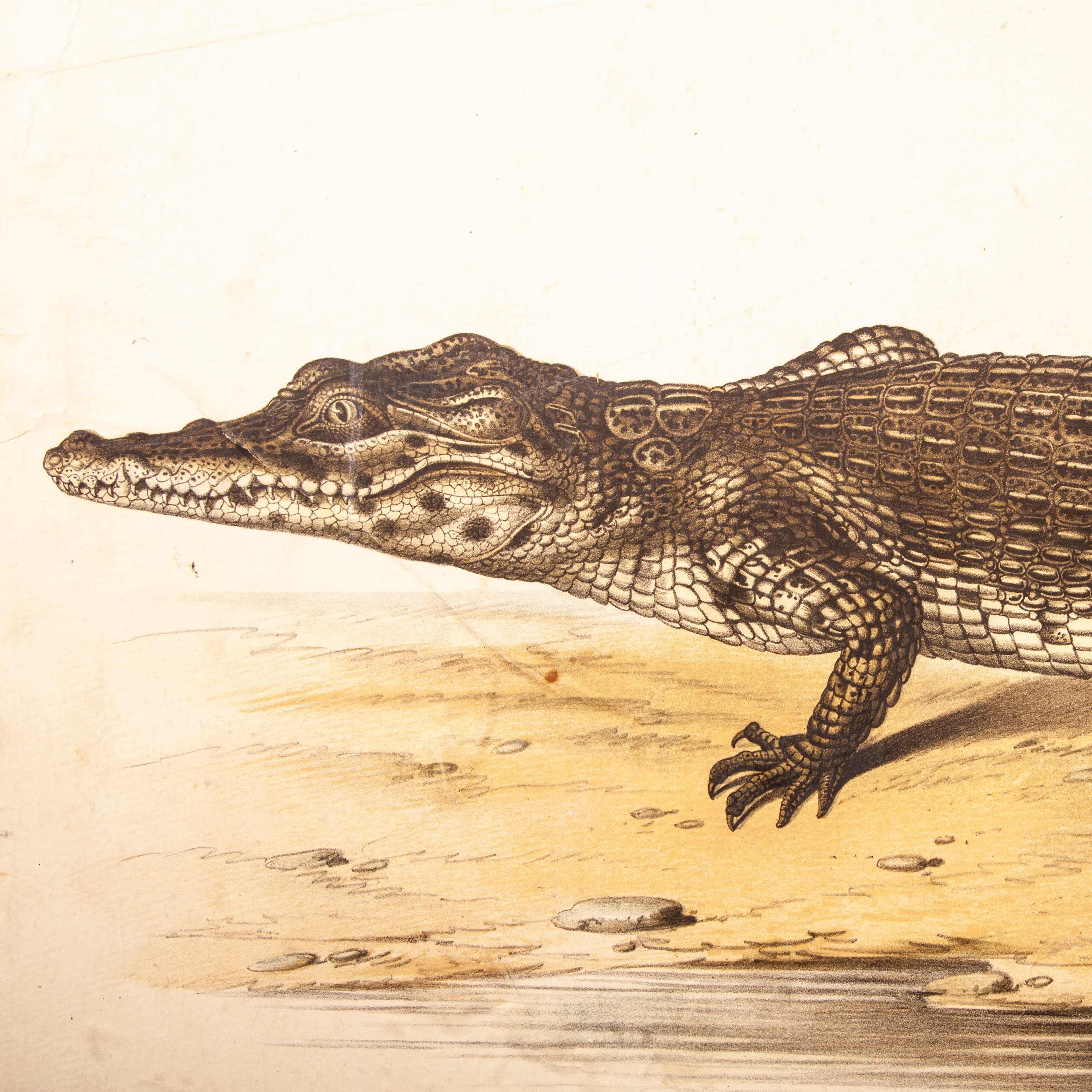 tableau éducatif allemand du 19ème siècle:: serpent et crocodile en vente 1