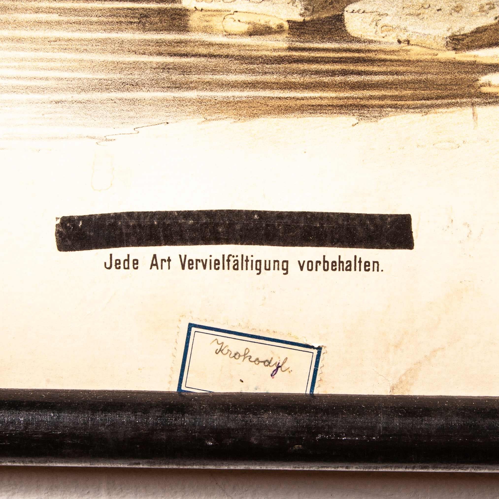 tableau éducatif allemand du 19ème siècle:: serpent et crocodile en vente 2