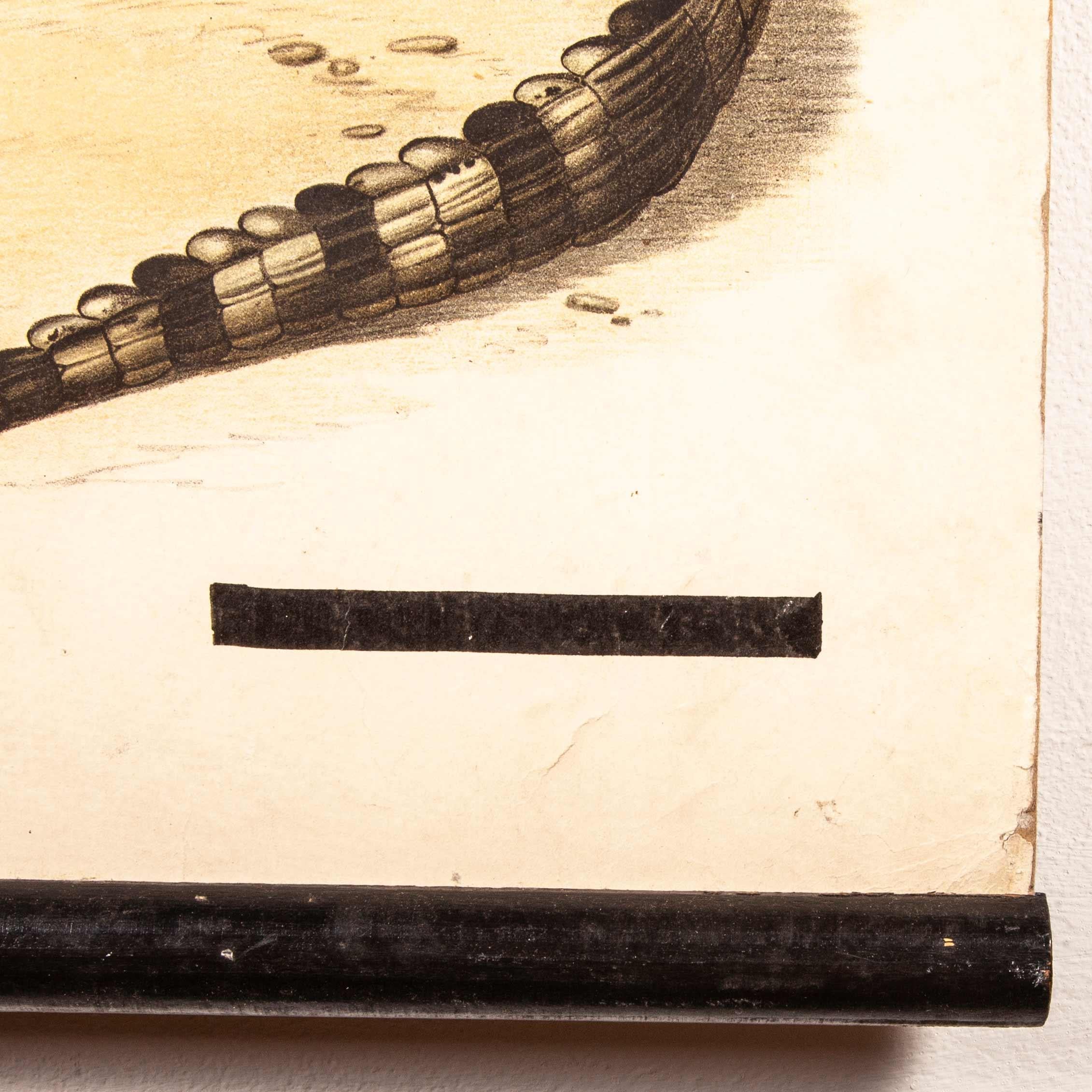 tableau éducatif allemand du 19ème siècle:: serpent et crocodile en vente 3
