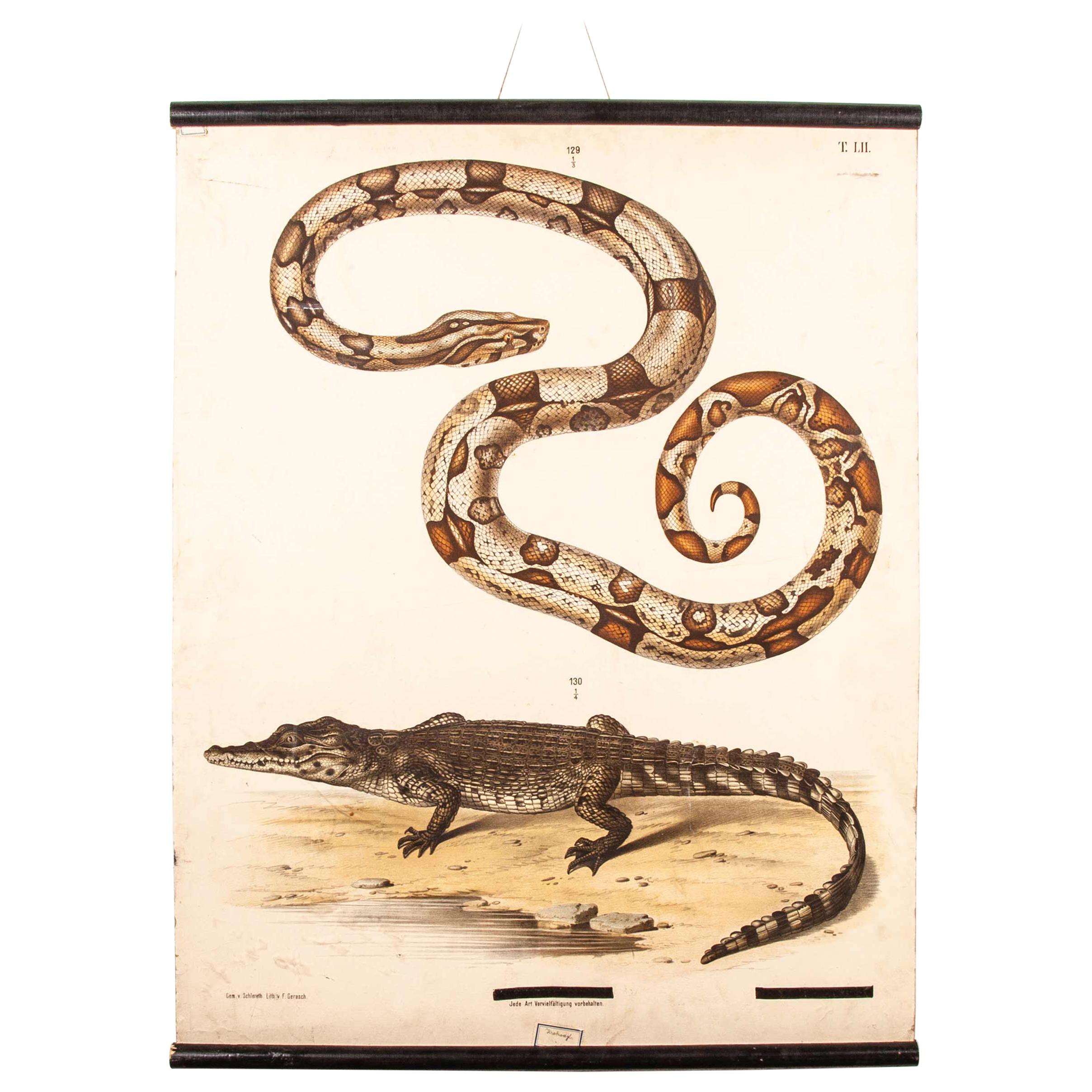 tableau éducatif allemand du 19ème siècle:: serpent et crocodile en vente