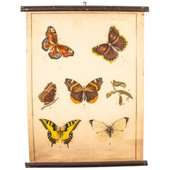 19th Century Educational Antique Butterfly Chart
