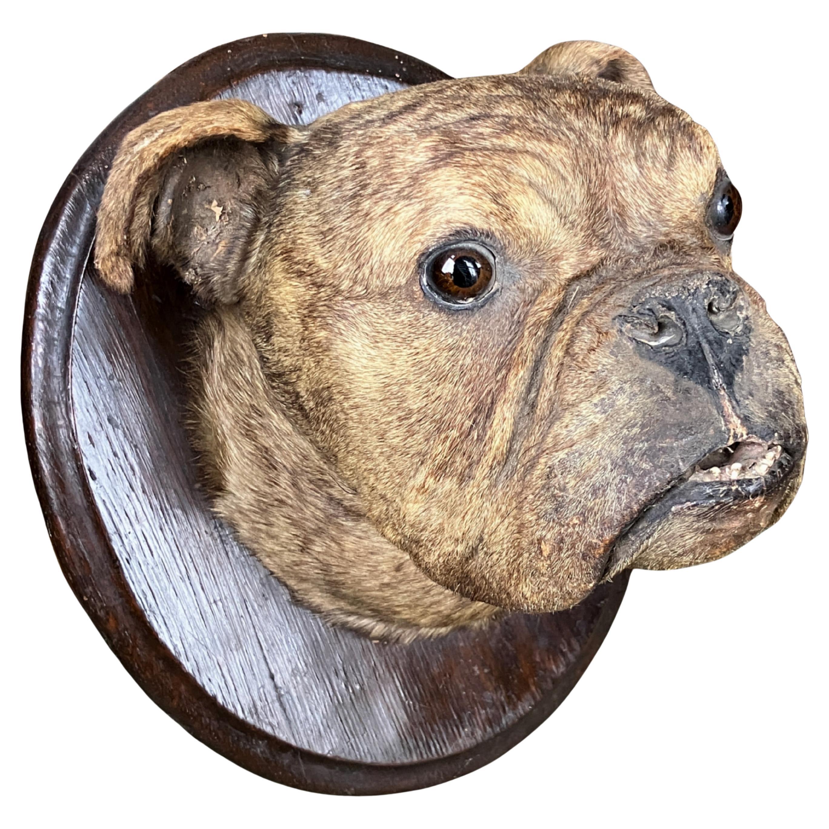 19th Century English Bulldog Taxidermy Head Mount Country House in vendita