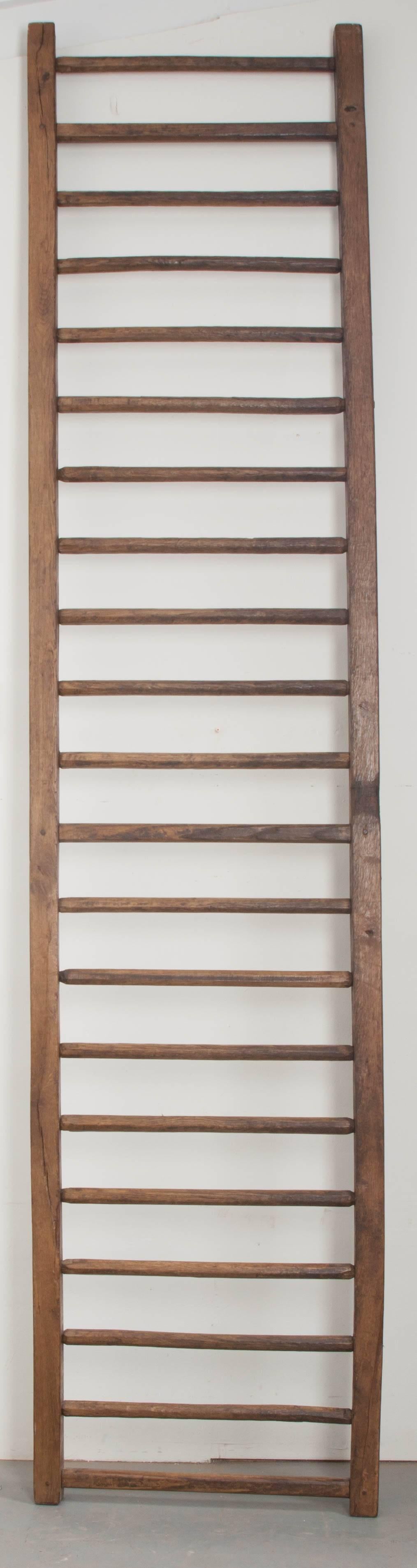 French 19th Century English Country Ladder