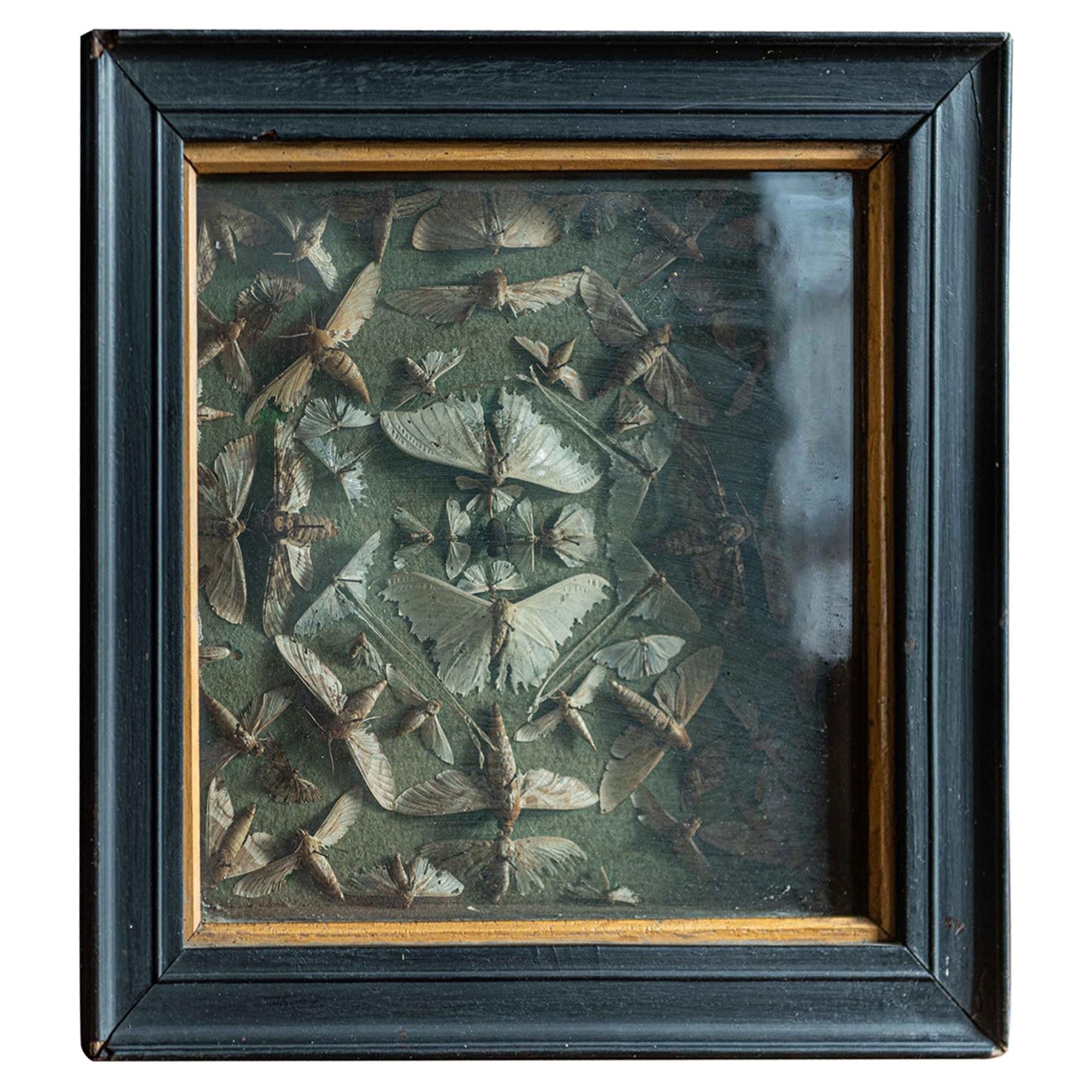 19th Century English Ebonized Framed Death Head Moth Collection