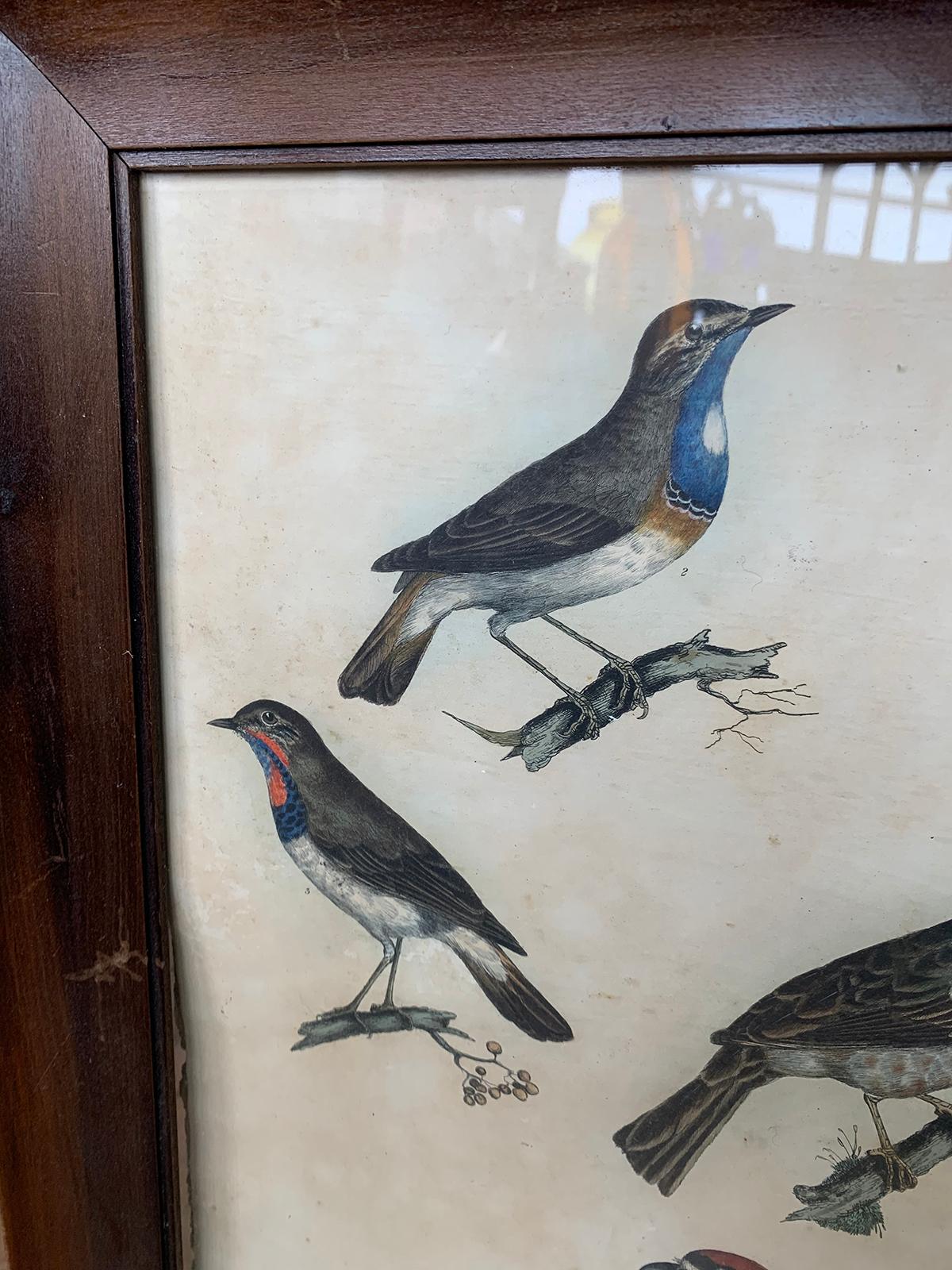 19th Century English Engravings of Bird Species by Prideaux John Selby 6