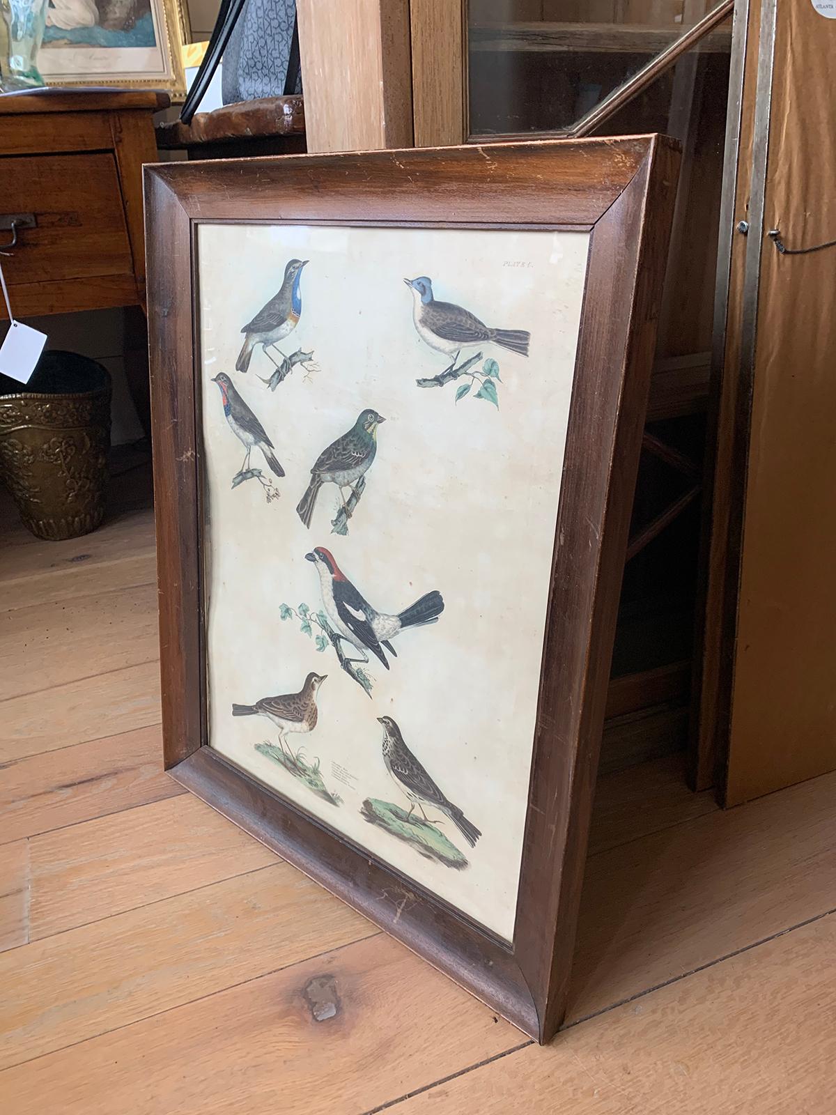 19th Century English Engravings of Bird Species by Prideaux John Selby In Good Condition In Atlanta, GA