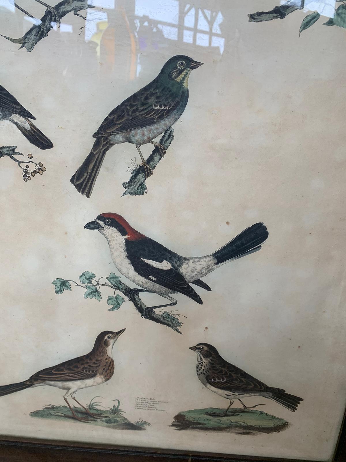 Paper 19th Century English Engravings of Bird Species by Prideaux John Selby