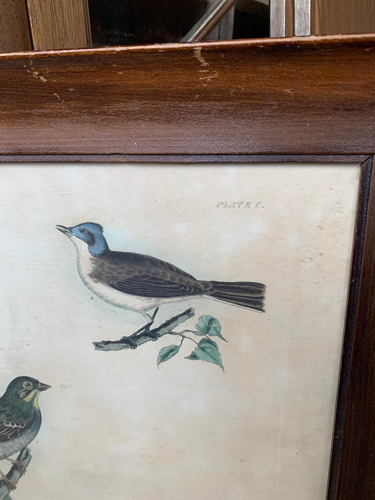 19th Century English Engravings of Bird Species by Prideaux John Selby 5