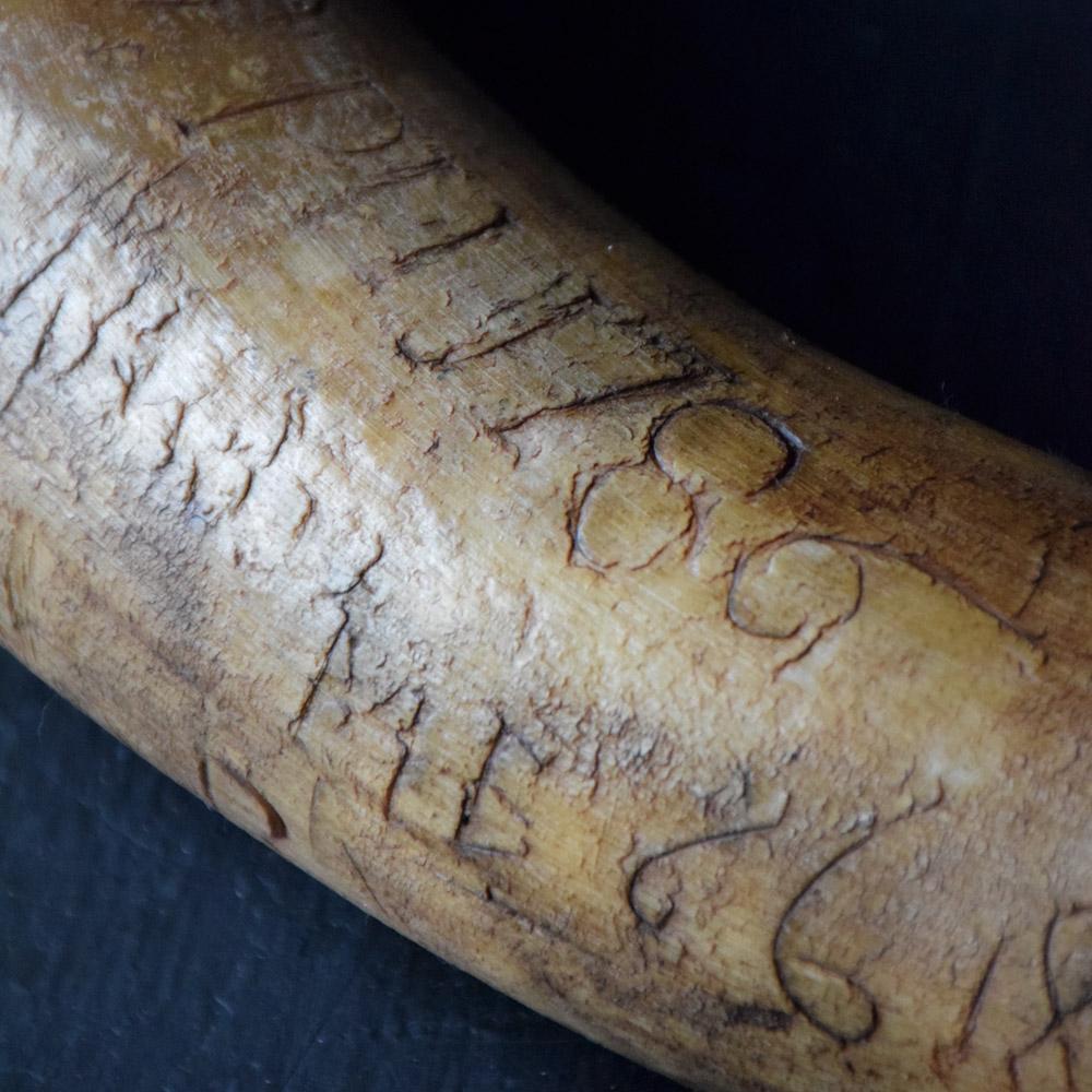 A lovely example of a late 19th century (1833) English hand carved folk art calf feeding horn. This item would likely have been used to feed newly born calf’s who wont drink from their mothers and therefore kept in isolation at a farm. The horn