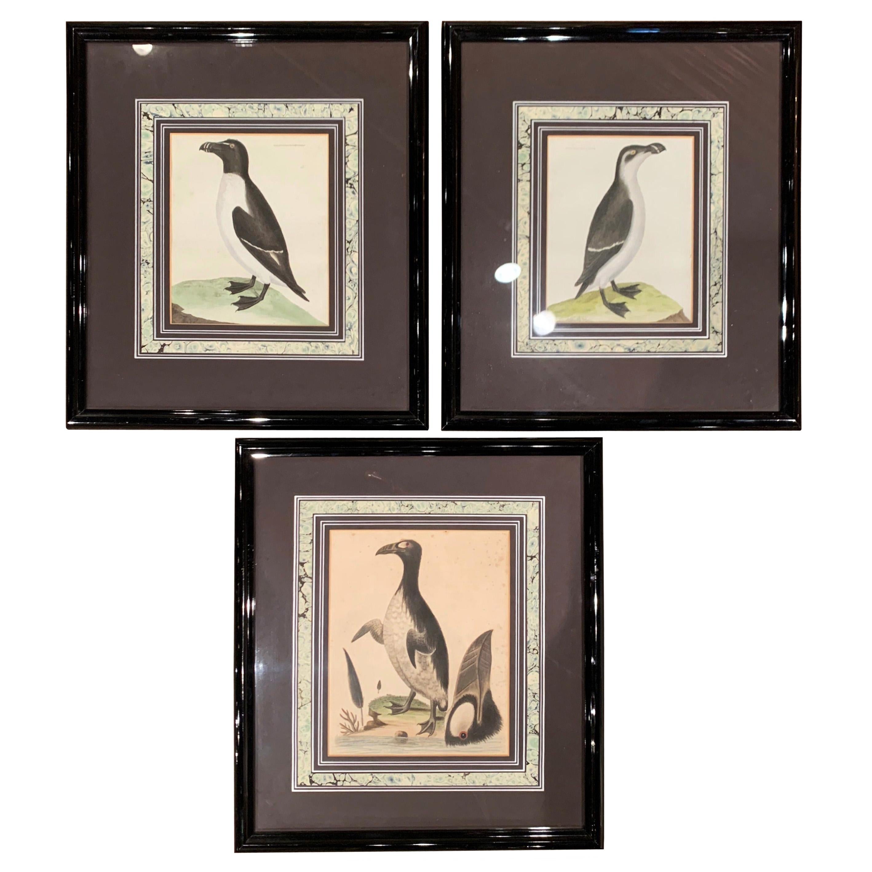 19th Century English Framed Bird Watercolors, Set of Three For Sale