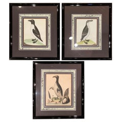 Antique 19th Century English Framed Bird Watercolors, Set of Three