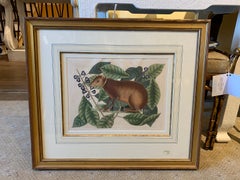 19th Century English Hand-Colored Engraving of Shrew by Mark Catesby, Unsigned