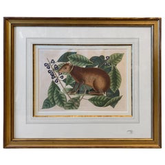 19th Century English Hand-Colored Engraving of Shrew by Mark Catesby, Unsigned