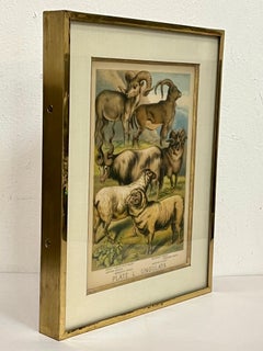 19th Century English Print by H. Johnson Plate L Ungulata Sheep in Kulicke Frame