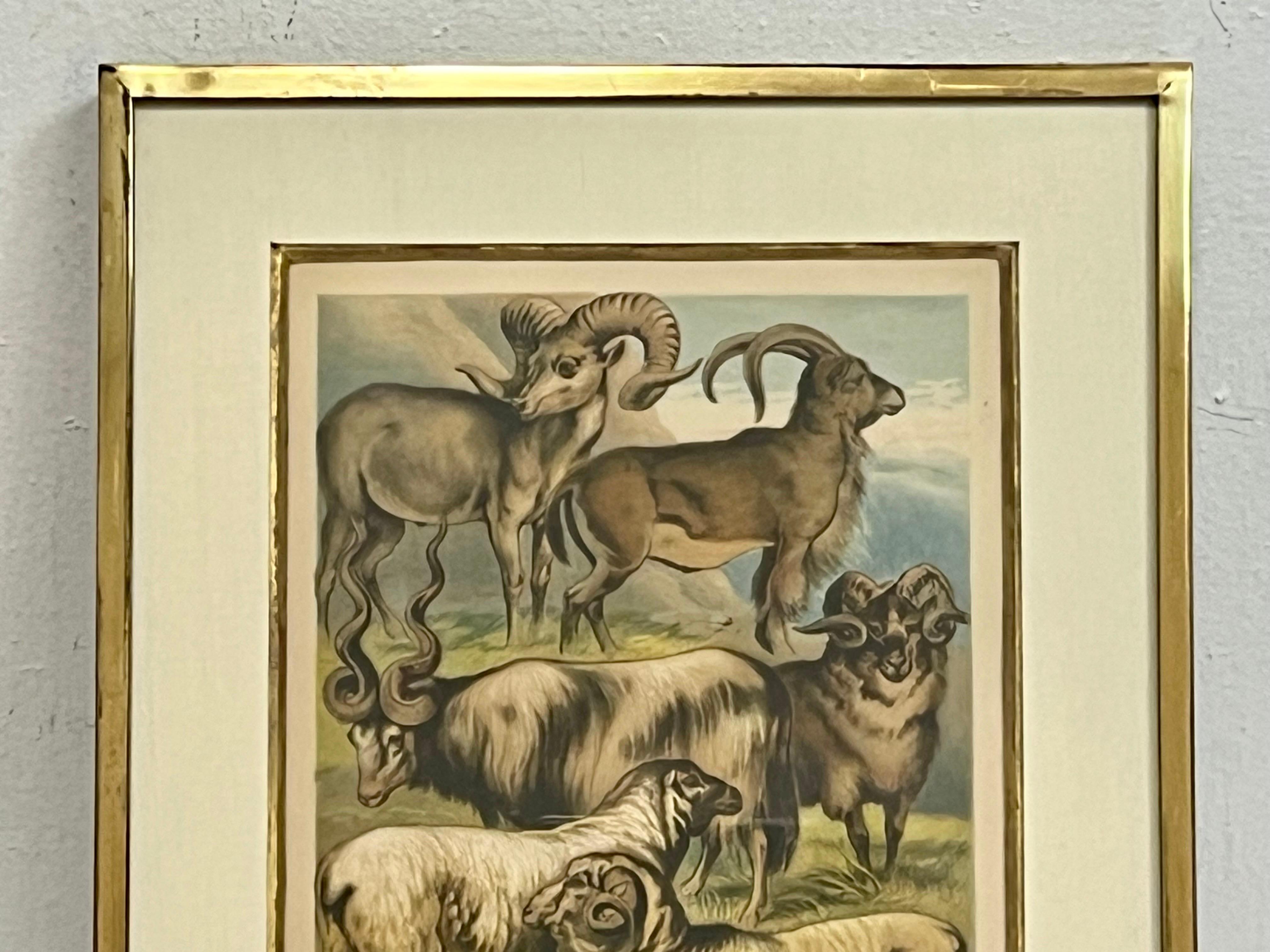 Metal 19th Century English Print by H. Johnson Plate L Ungulata Sheep in Kulicke Frame