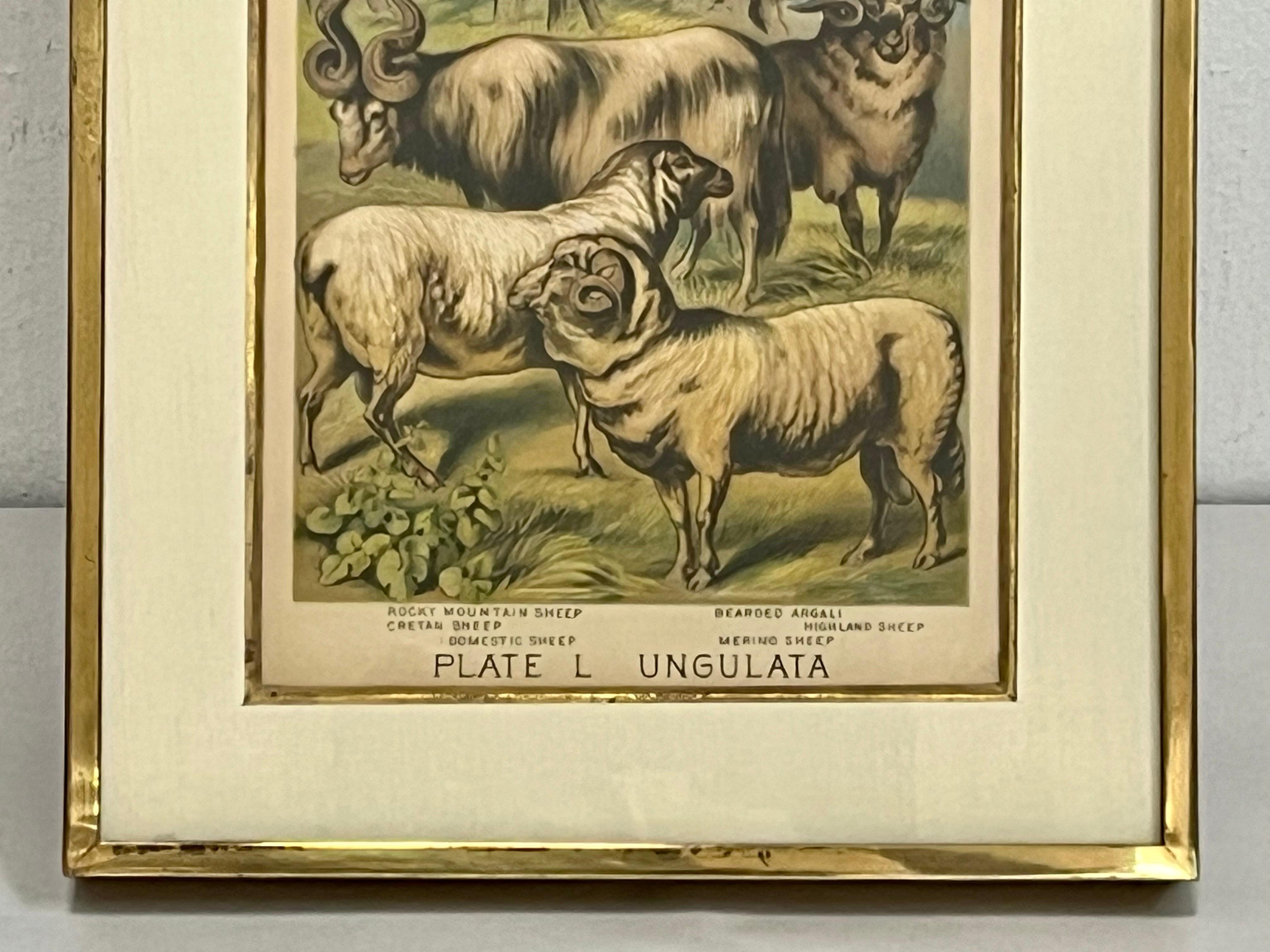 19th Century English Print by H. Johnson Plate L Ungulata Sheep in Kulicke Frame 1