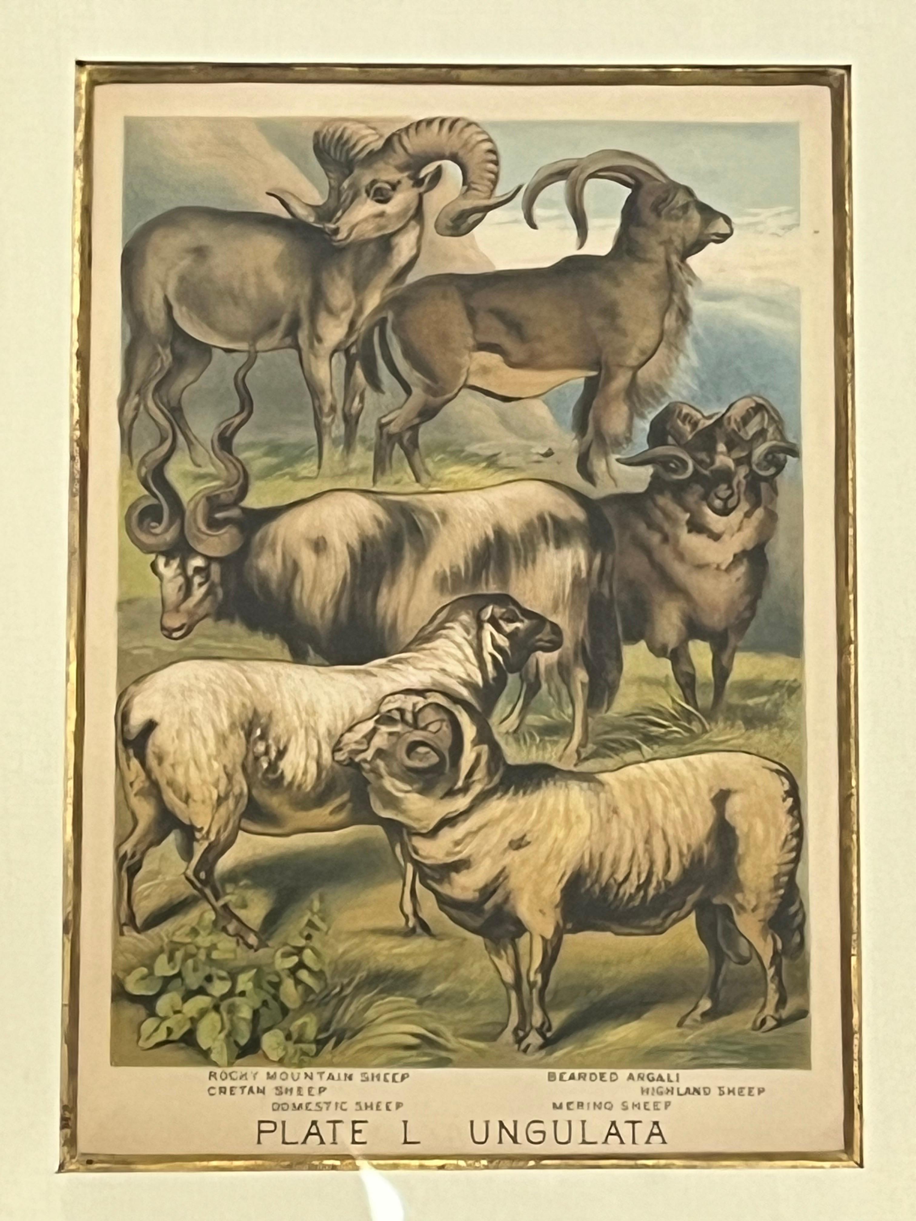 19th Century English Print by H. Johnson Plate L Ungulata Sheep in Kulicke Frame 2