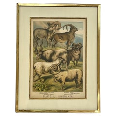 19th Century English Print by H. Johnson Plate L Ungulata Sheep in Kulicke Frame
