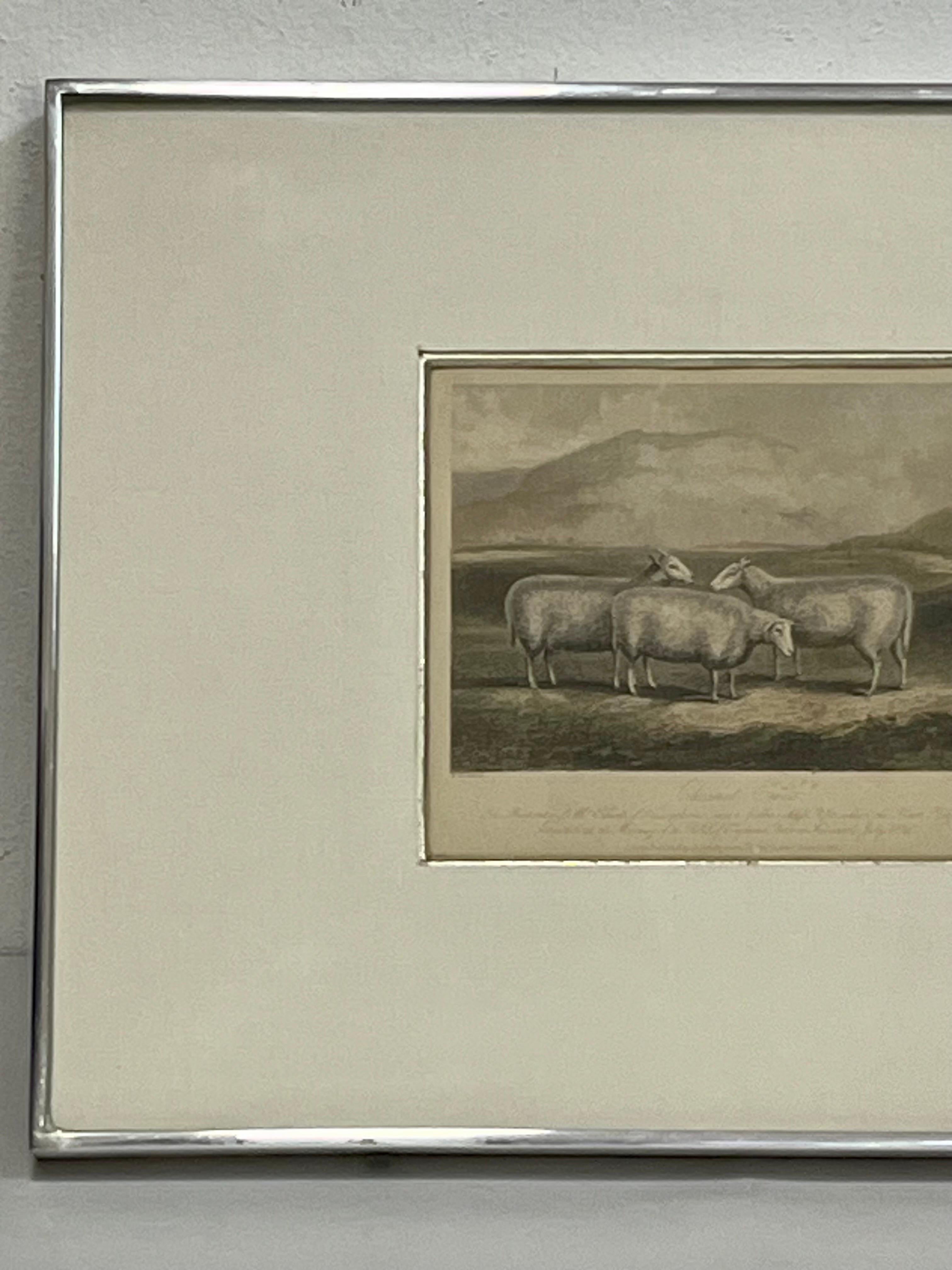 Metal 19th Century English Print by W. H. Davis of Cheviot Ewes in Kulicke Frame