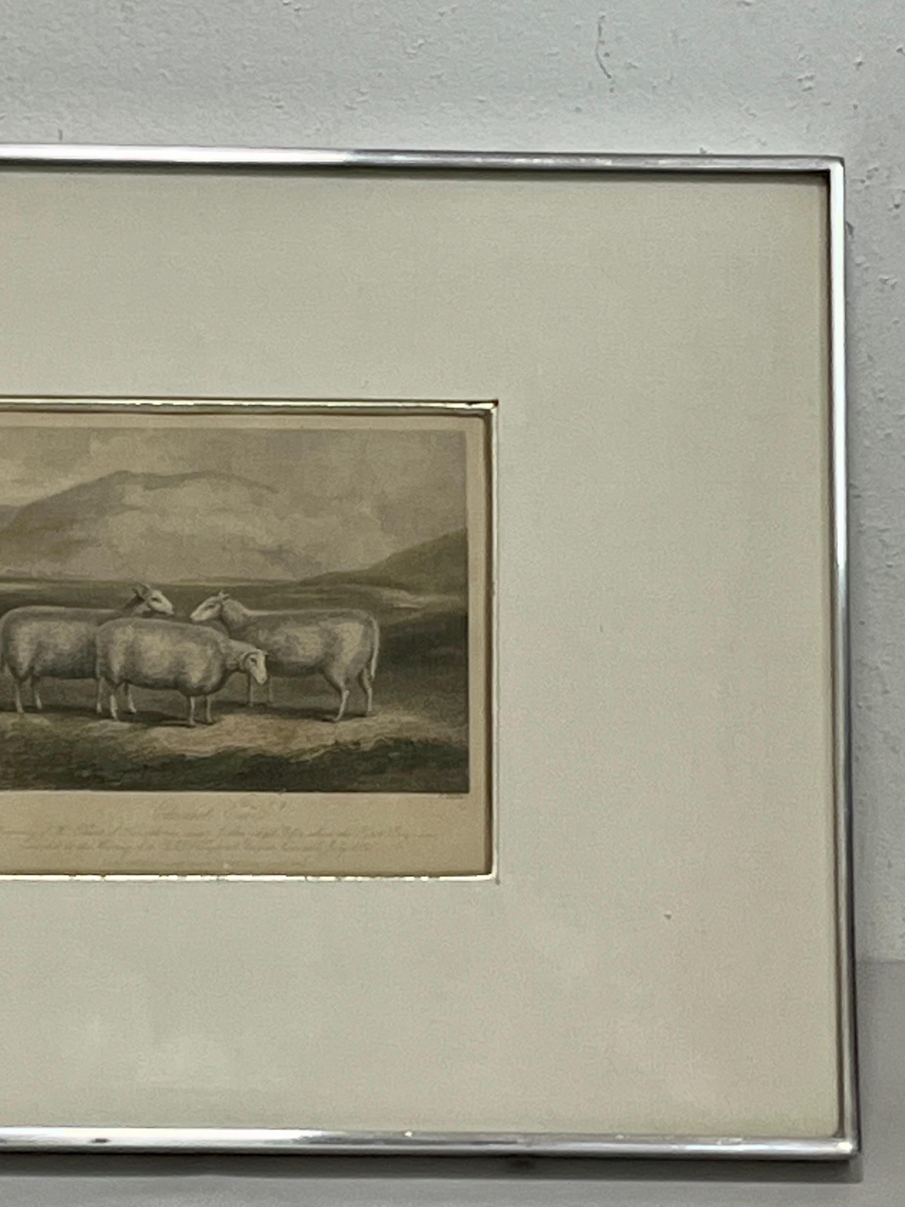 19th Century English Print by W. H. Davis of Cheviot Ewes in Kulicke Frame 1