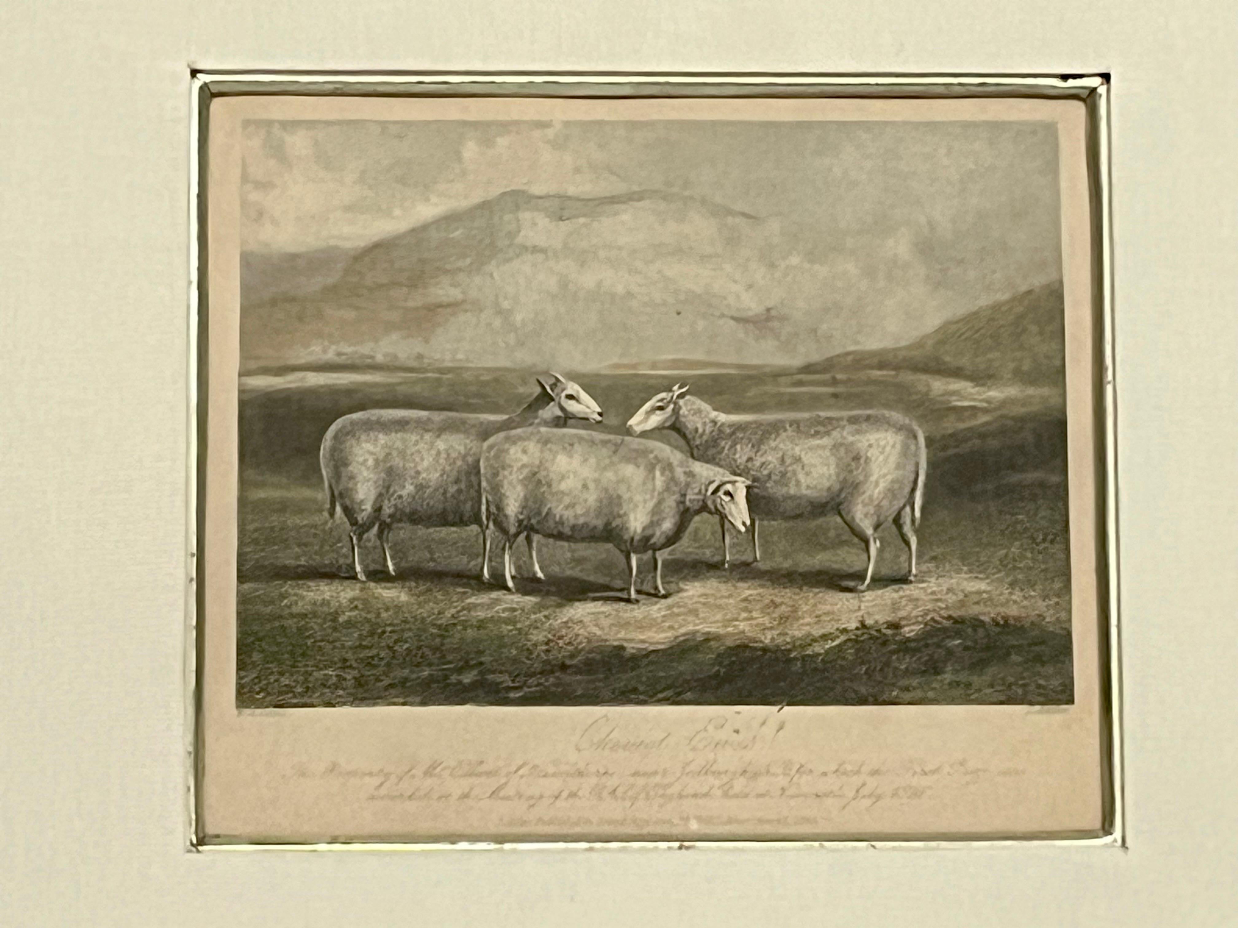 19th Century English Print by W. H. Davis of Cheviot Ewes in Kulicke Frame 2