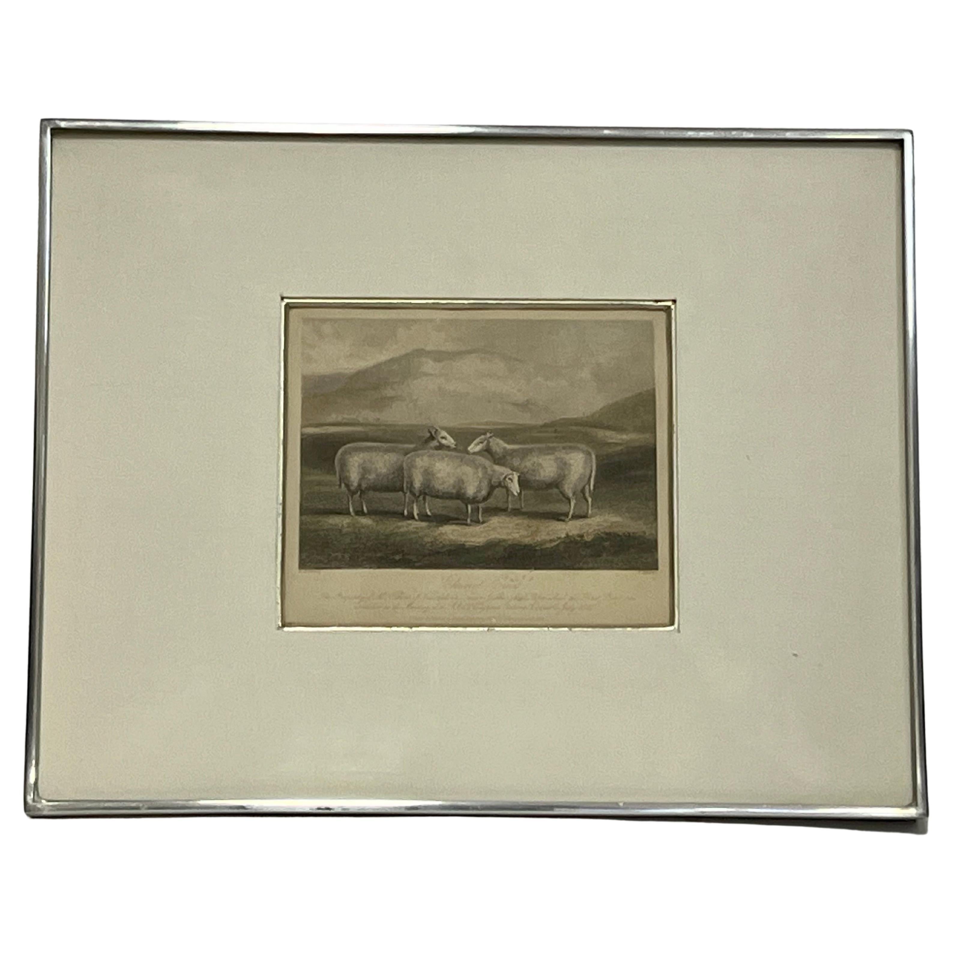 19th Century English Print by W. H. Davis of Cheviot Ewes in Kulicke Frame