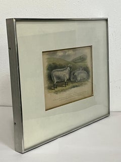 19th Century English Print by W. H. Davis of Southdown Rams in Kulicke Frame