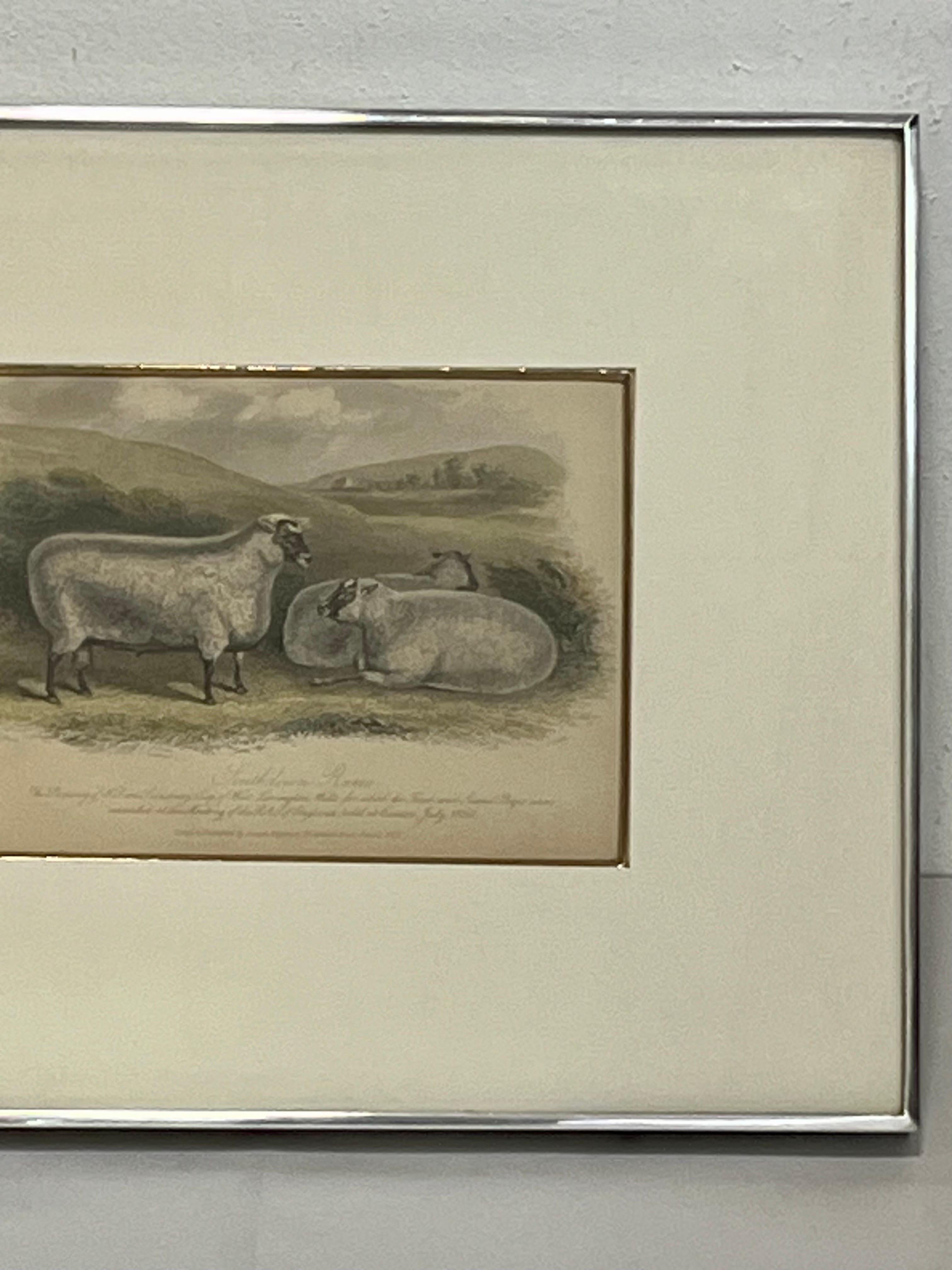 19th Century English Print by W. H. Davis of Southdown Rams in Kulicke Frame 1