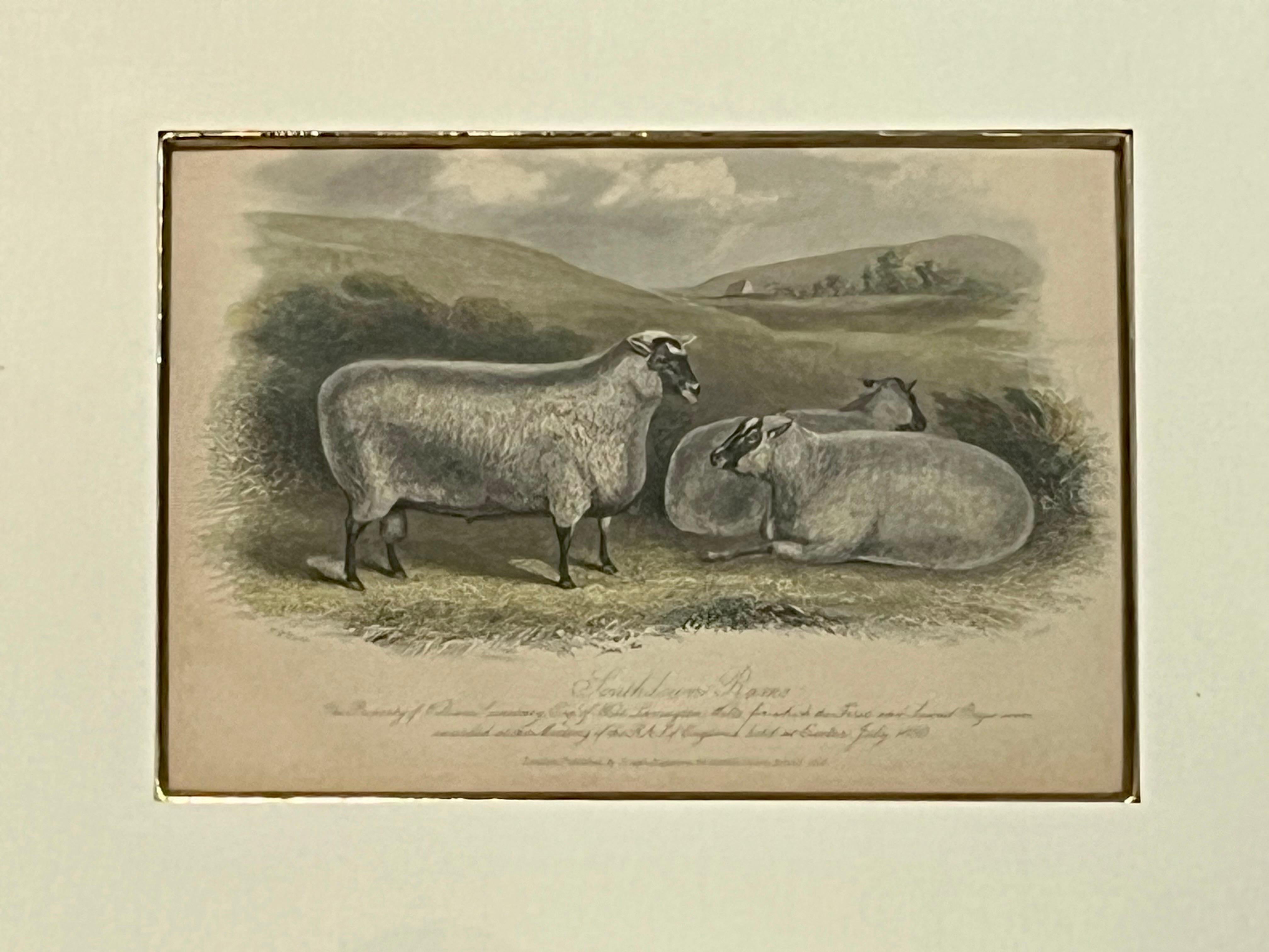 19th Century English Print by W. H. Davis of Southdown Rams in Kulicke Frame 2