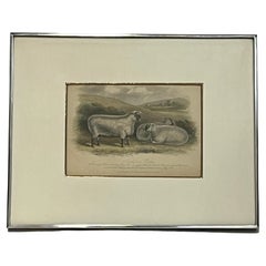 19th Century English Print by W. H. Davis of Southdown Rams in Kulicke Frame