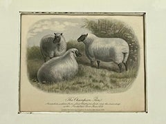 19th Century English Print Style of W. H. Davis the Champion Pen Kulicke Frame