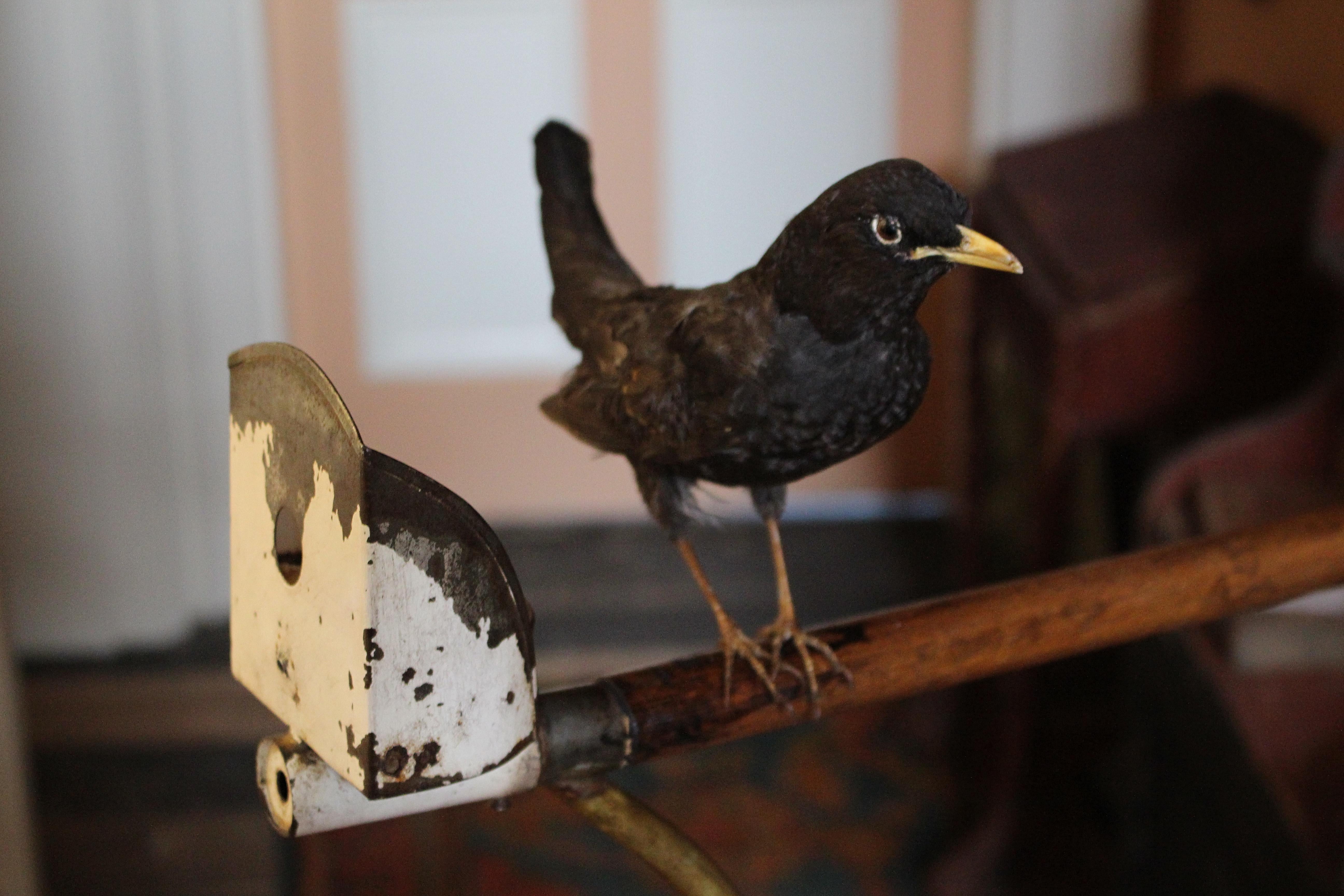Stand à oiseaux pour perroquets en laiton et faïence de style Régence anglaise du 19e siècle en vente 4