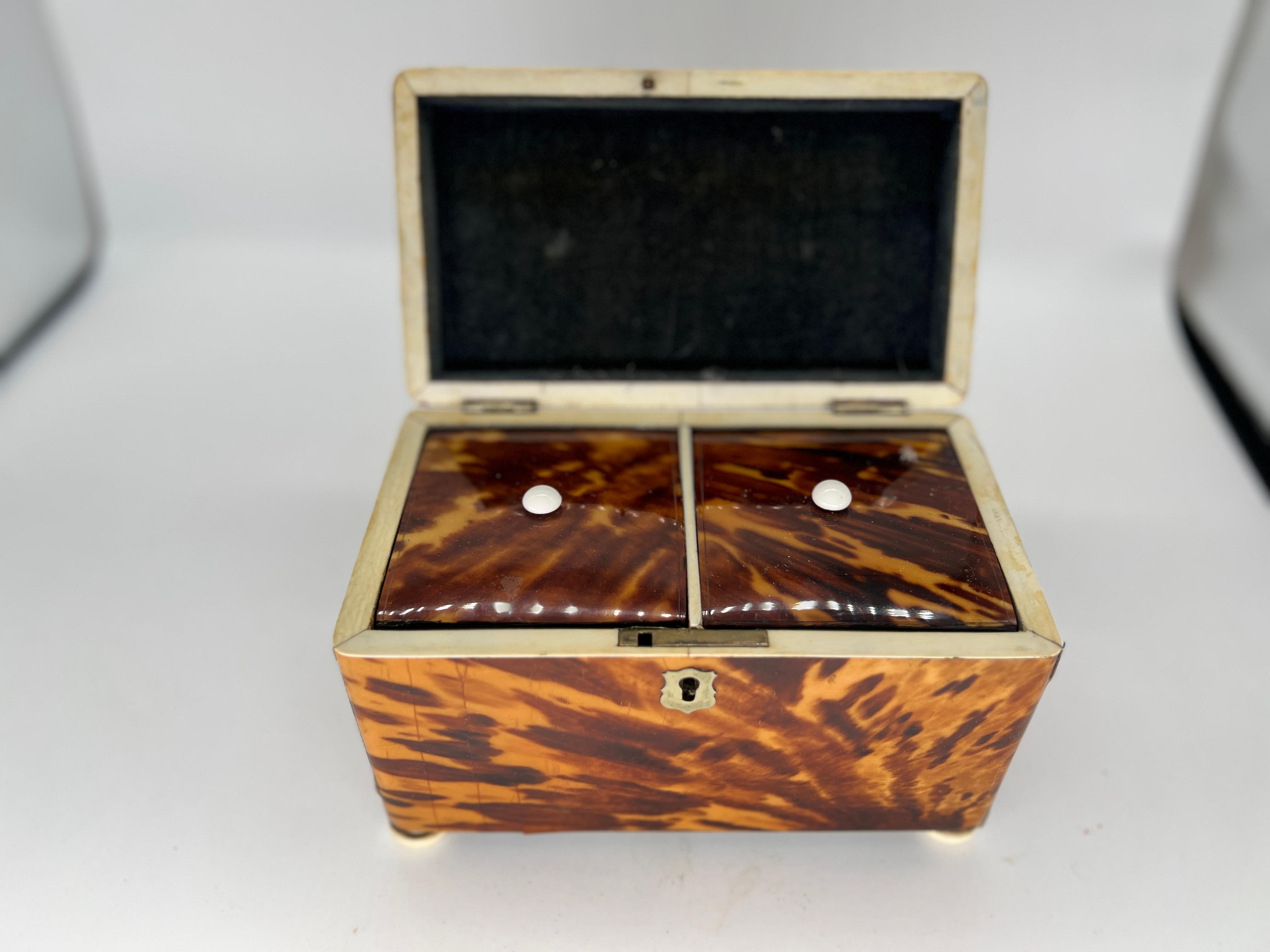 19th Century English Regency Tortoiseshell Tea Caddy 5