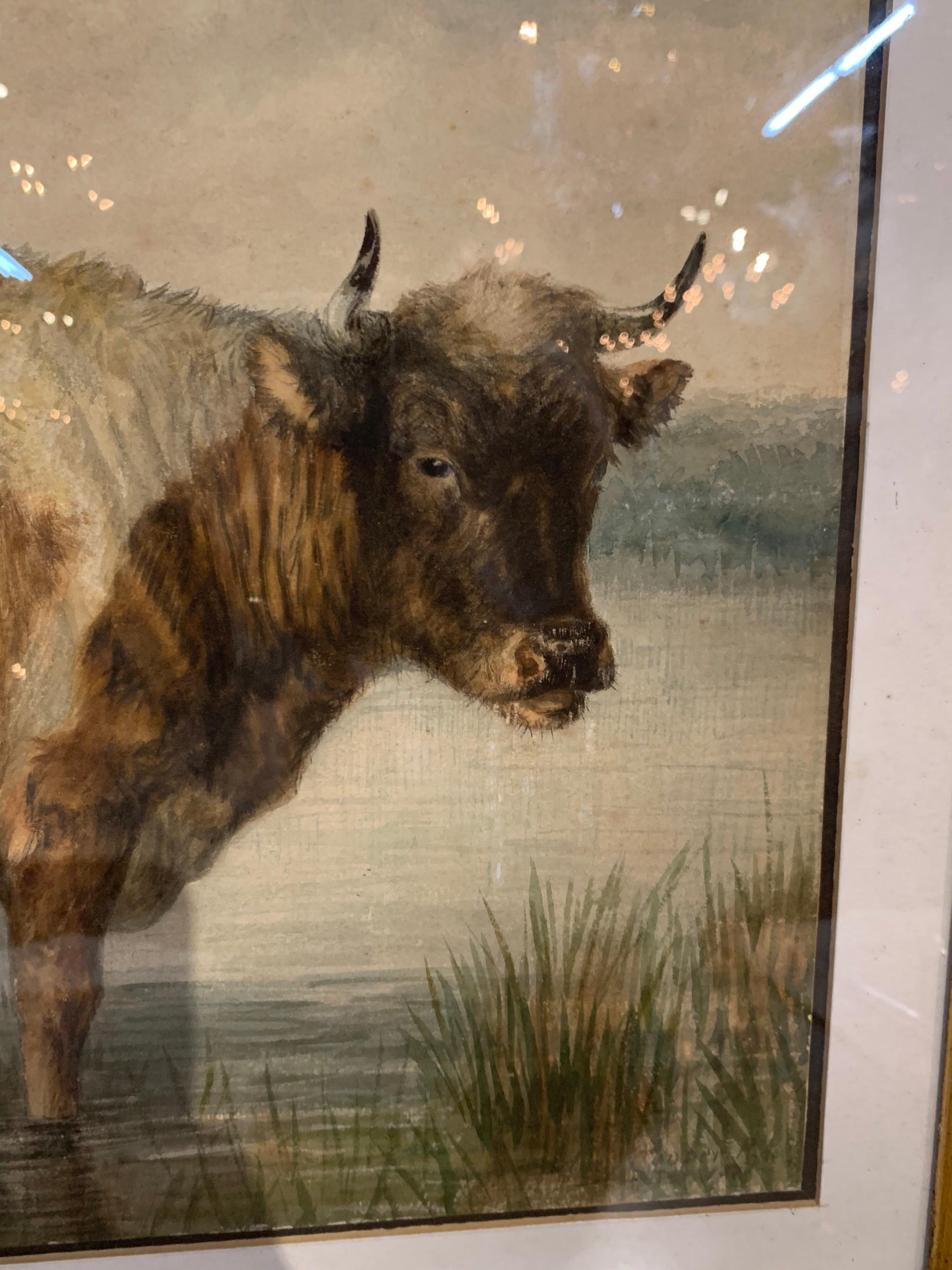Lovely 19th century English watercolor by Thomas S. Cooper in beautiful gold gilt frame. The scene depicts 2 cows in a rural setting. Incredible detail in this painting. A very fine piece of art!