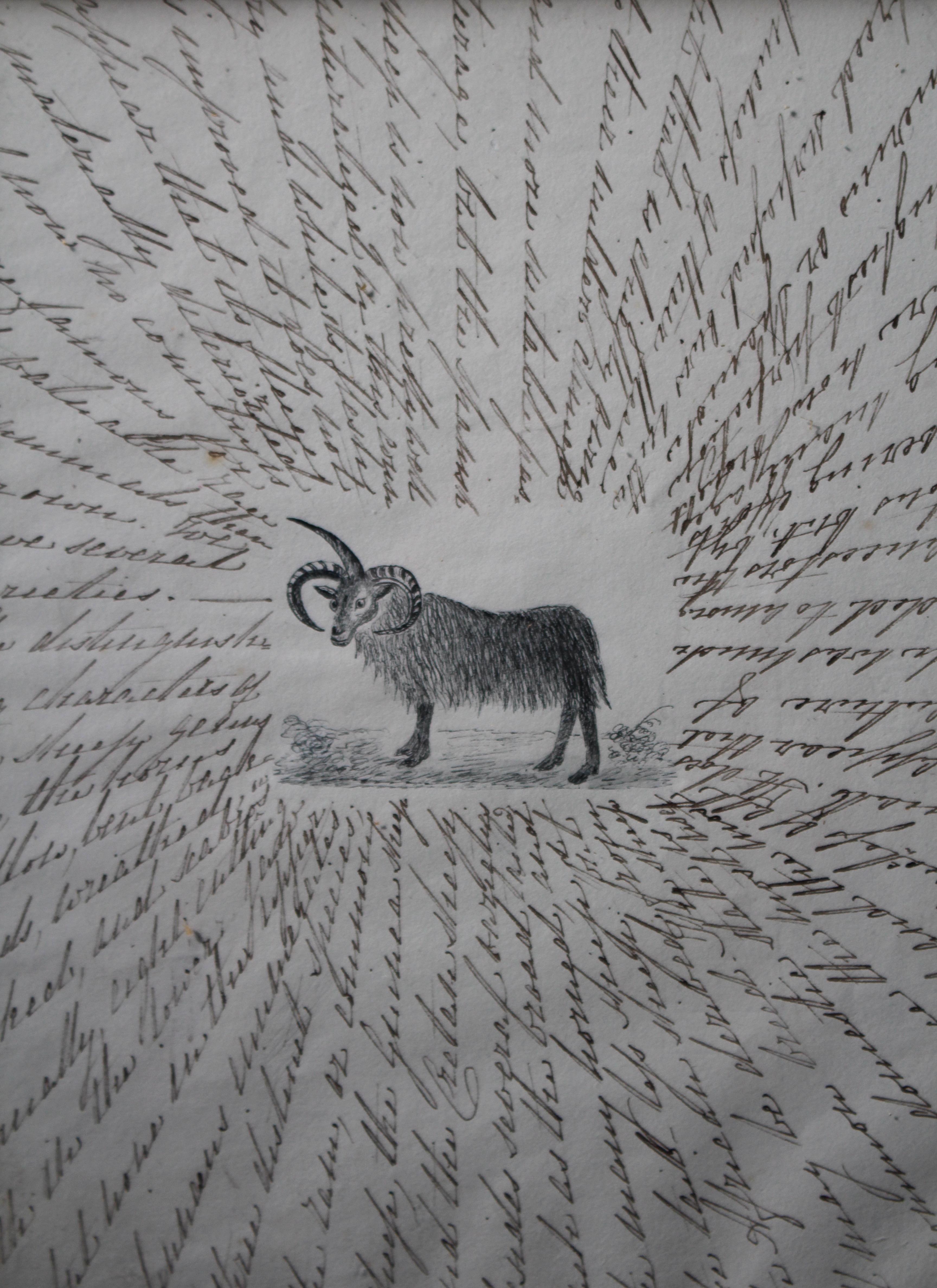 Disegni zoologici inglesi del XIX secolo Tassidermia Curiosità Arte popolare in vendita 5