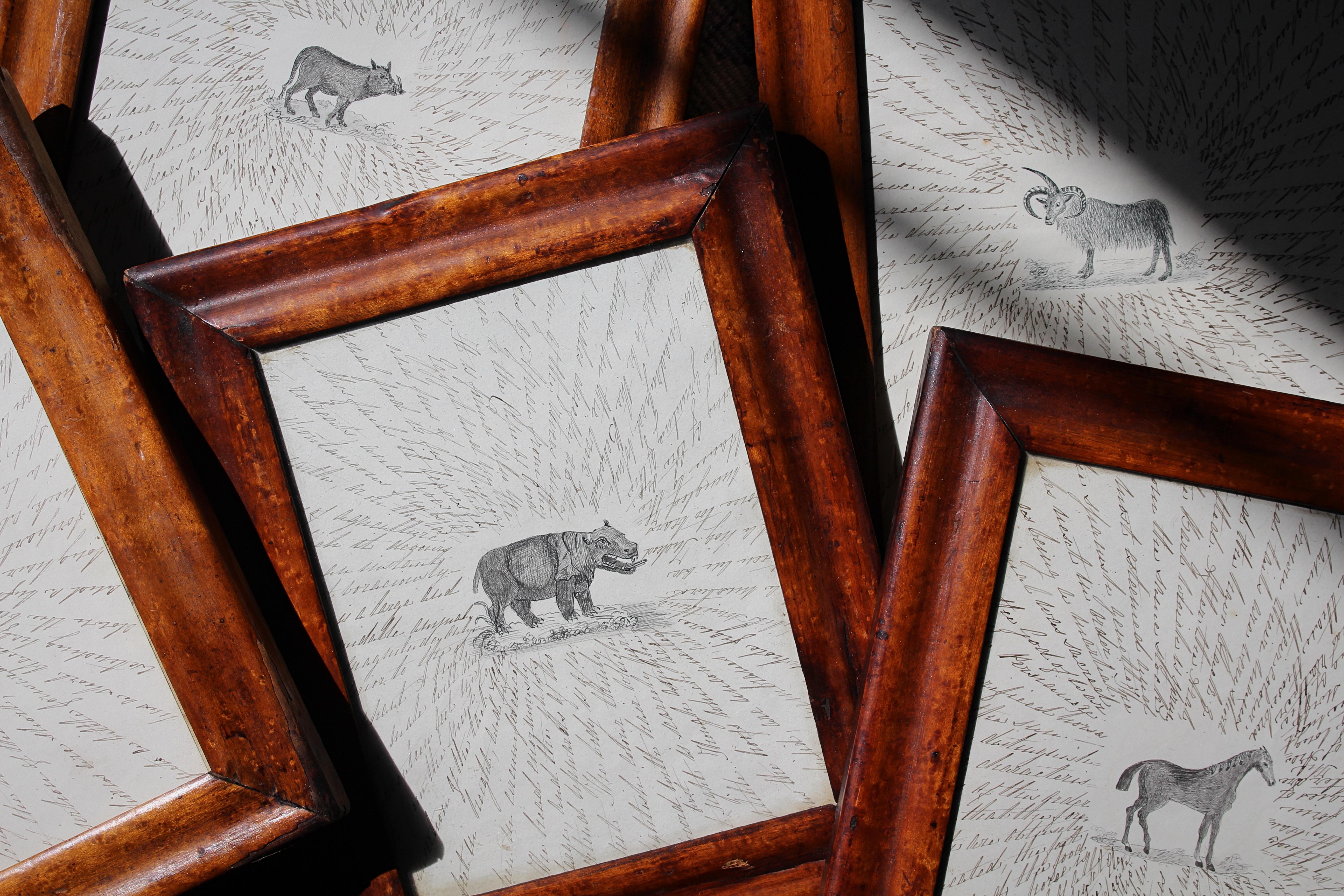 La piacevolezza della simmetria visiva, una meravigliosa collezione di cinque insolite raffigurazioni di animali disegnate a mano su carta, ospitate in cornici d'epoca in acero smaltato.

Gli animali al centro con annotazioni circolari intorno, non