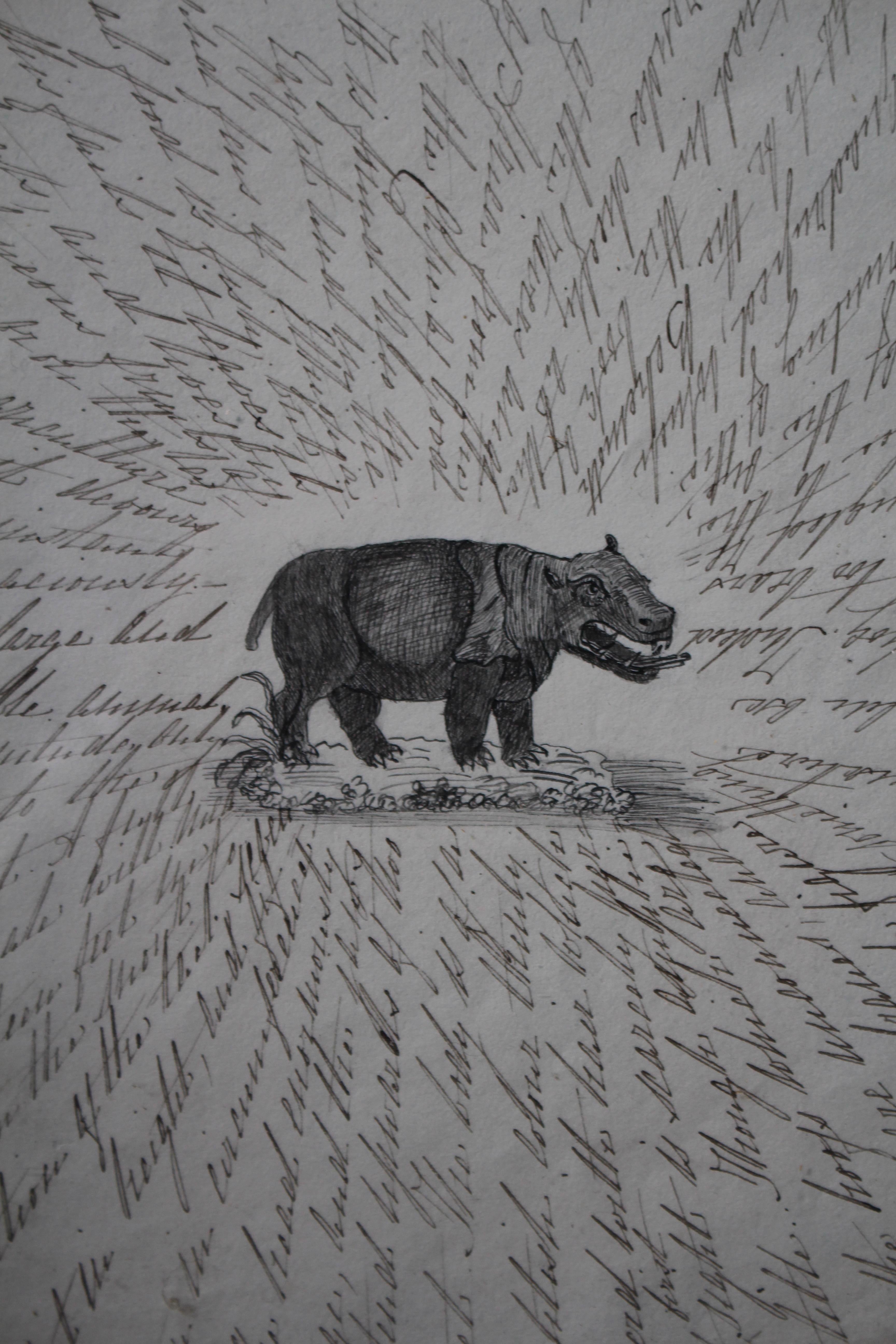 Disegni zoologici inglesi del XIX secolo Tassidermia Curiosità Arte popolare in vendita 2