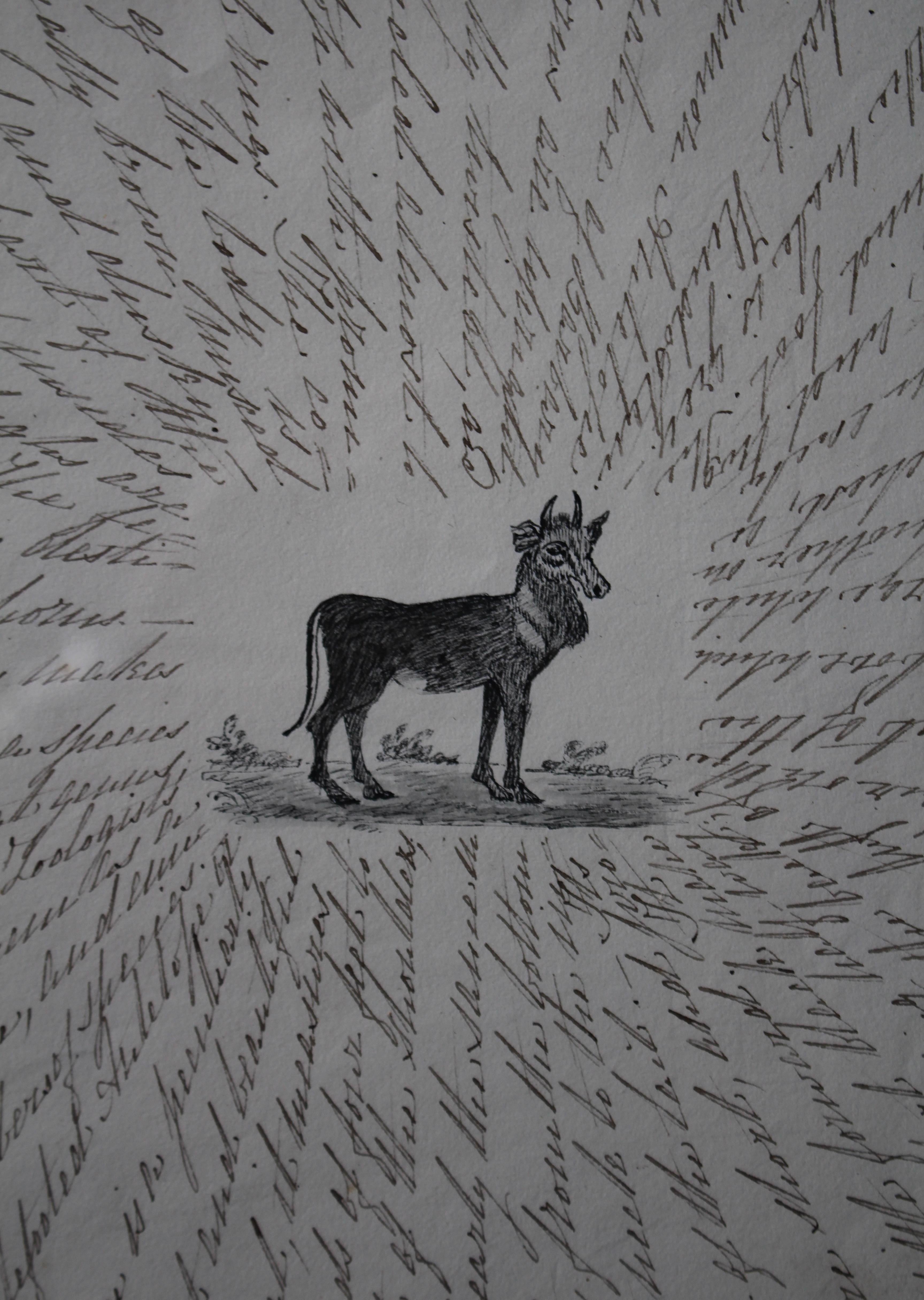 Disegni zoologici inglesi del XIX secolo Tassidermia Curiosità Arte popolare in vendita 3