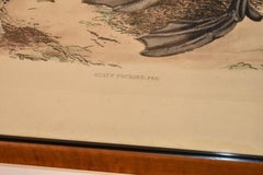 19th Century Engraving of a Scaup Pochard by Prideaux John Selby