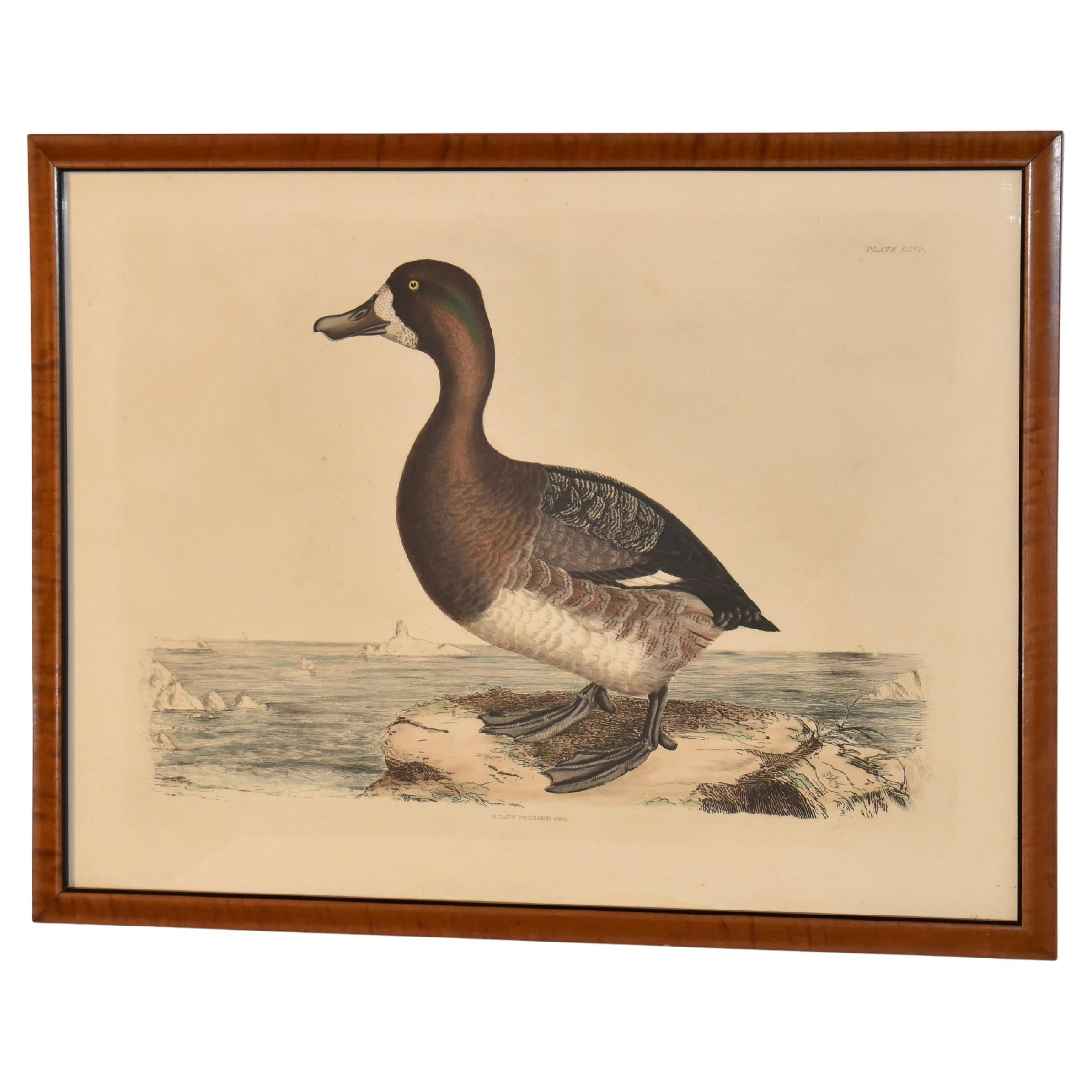 19th Century Engraving of a Scaup Pochard by Prideaux John Selby en vente