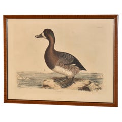 19th Century Engraving of a Scaup Pochard by Prideaux John Selby