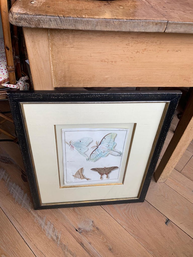 19th Century Engraving of Two Butterfly Species in Custom Frame For Sale 9