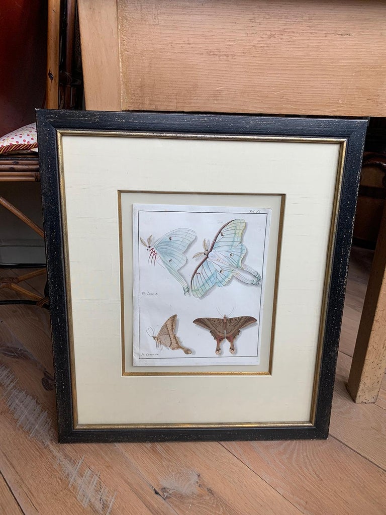 19th century engraving of two butterfly species in custom frame.